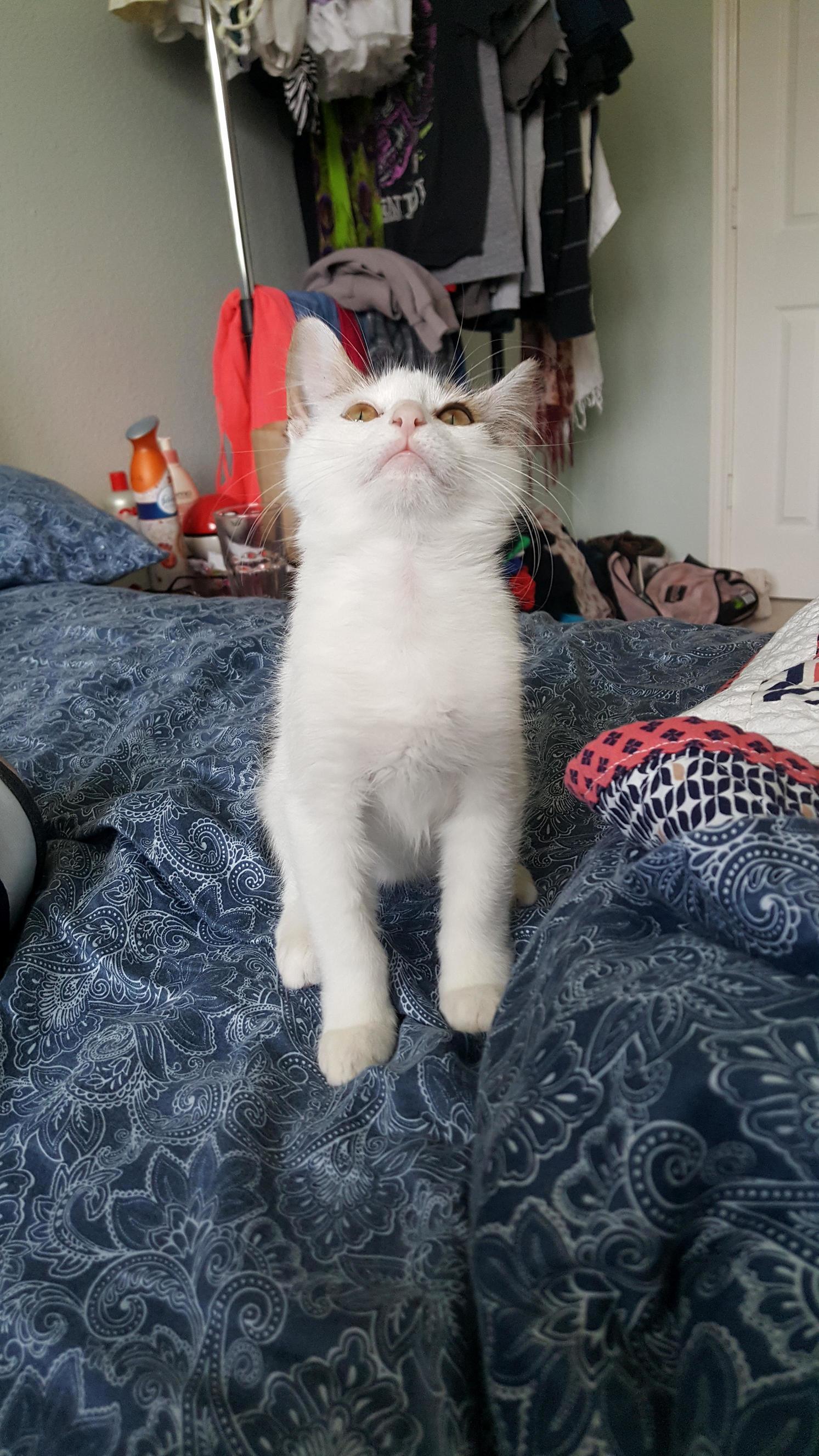 Baby Cat