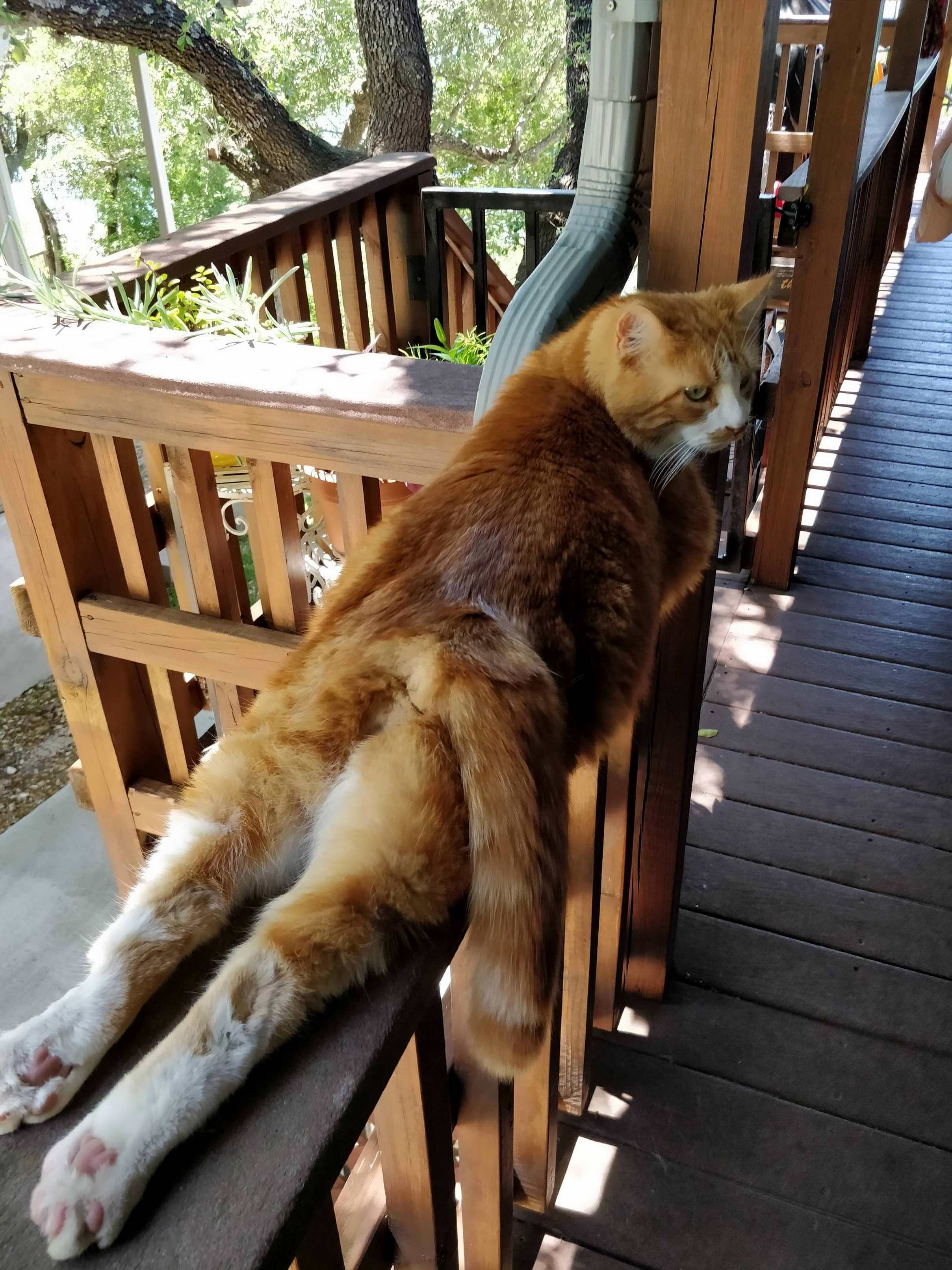 Babysat My Friends Goofy Cat All Weekend )