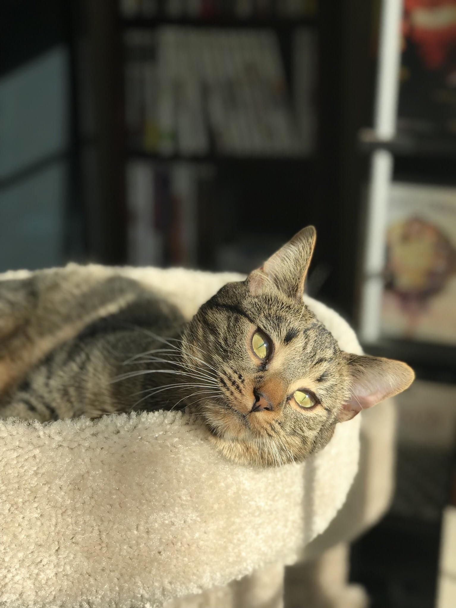 Basking in the Sunlight
