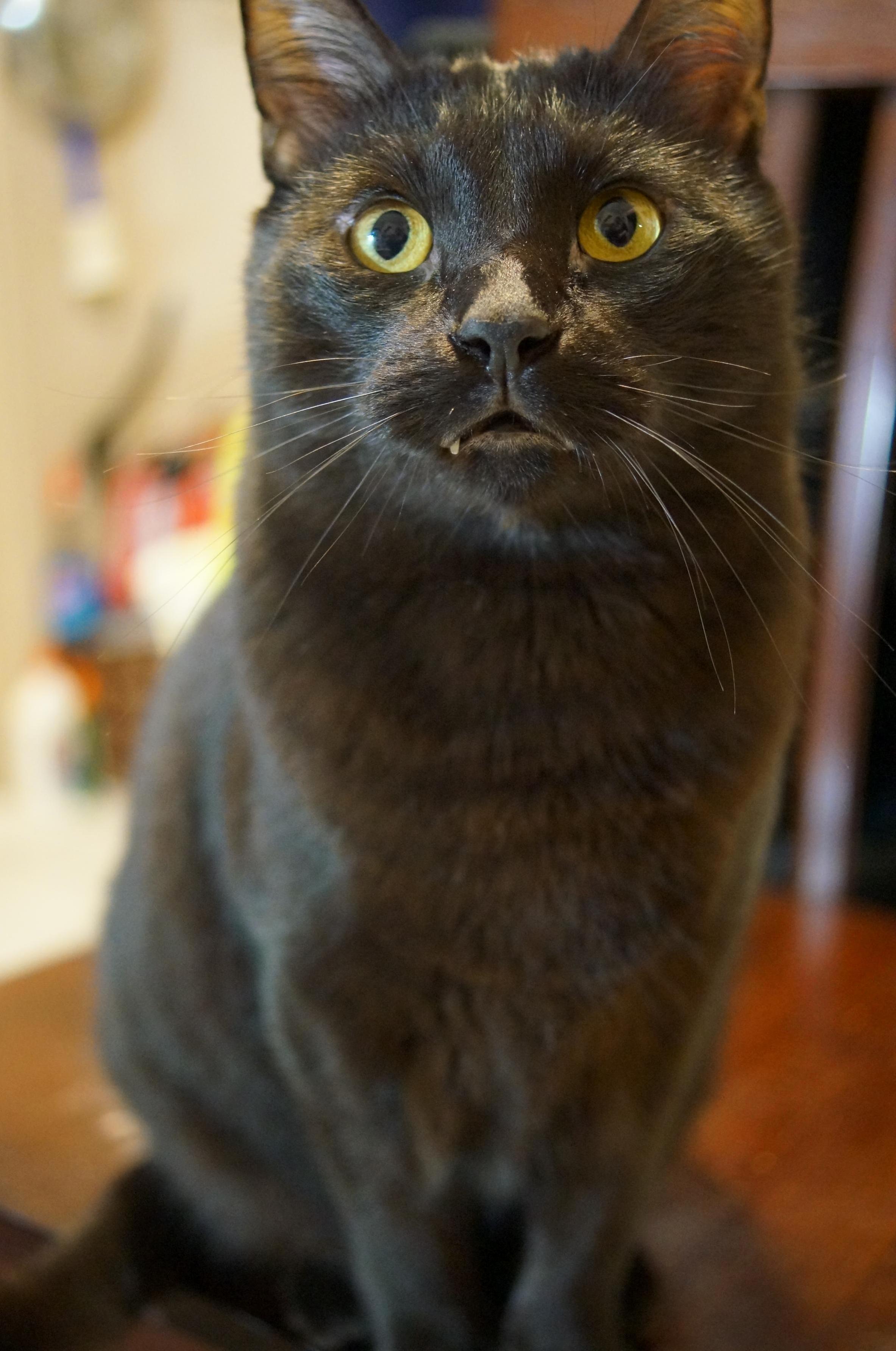Benny Says Happy Friday!