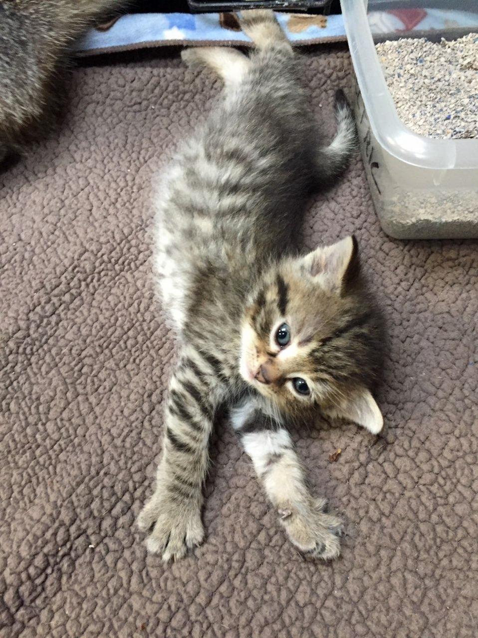 Big Stretchies!