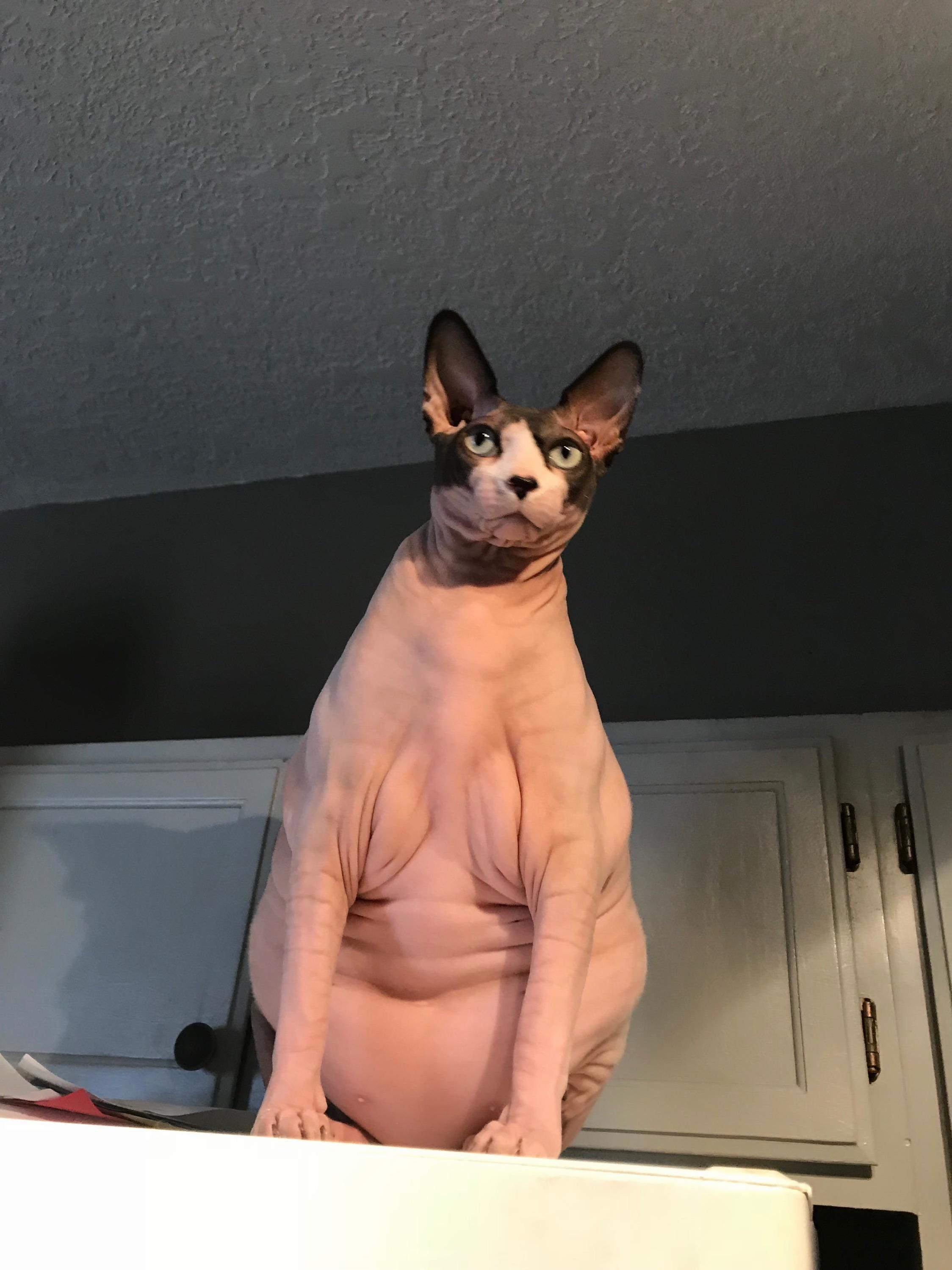 Body by Fancy Feast