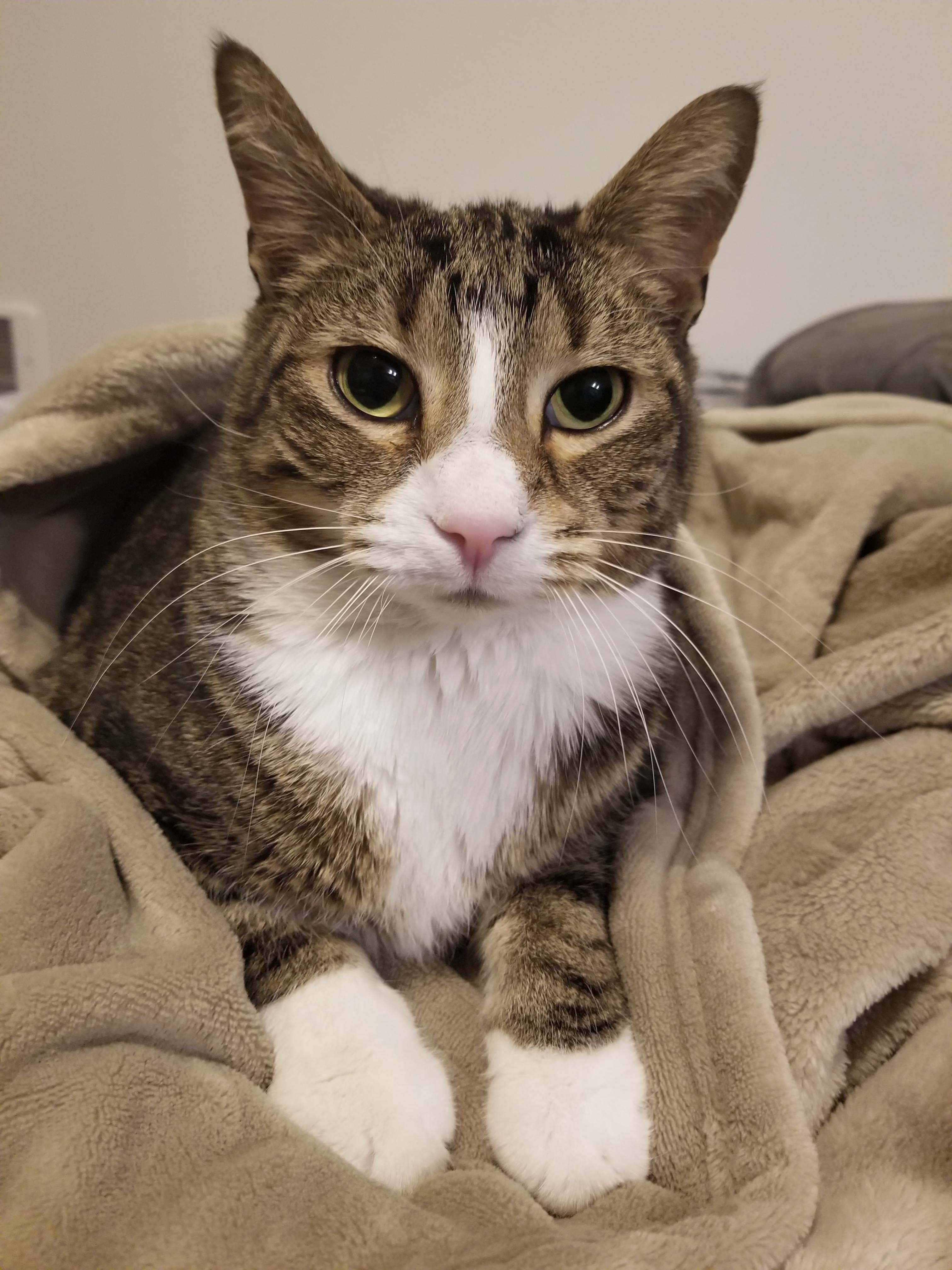 Born As a Stray in a Bad Neighborhood of Chicago to Living the Life in Seattle with Me.. My Groovy Little Pal, Jazz.