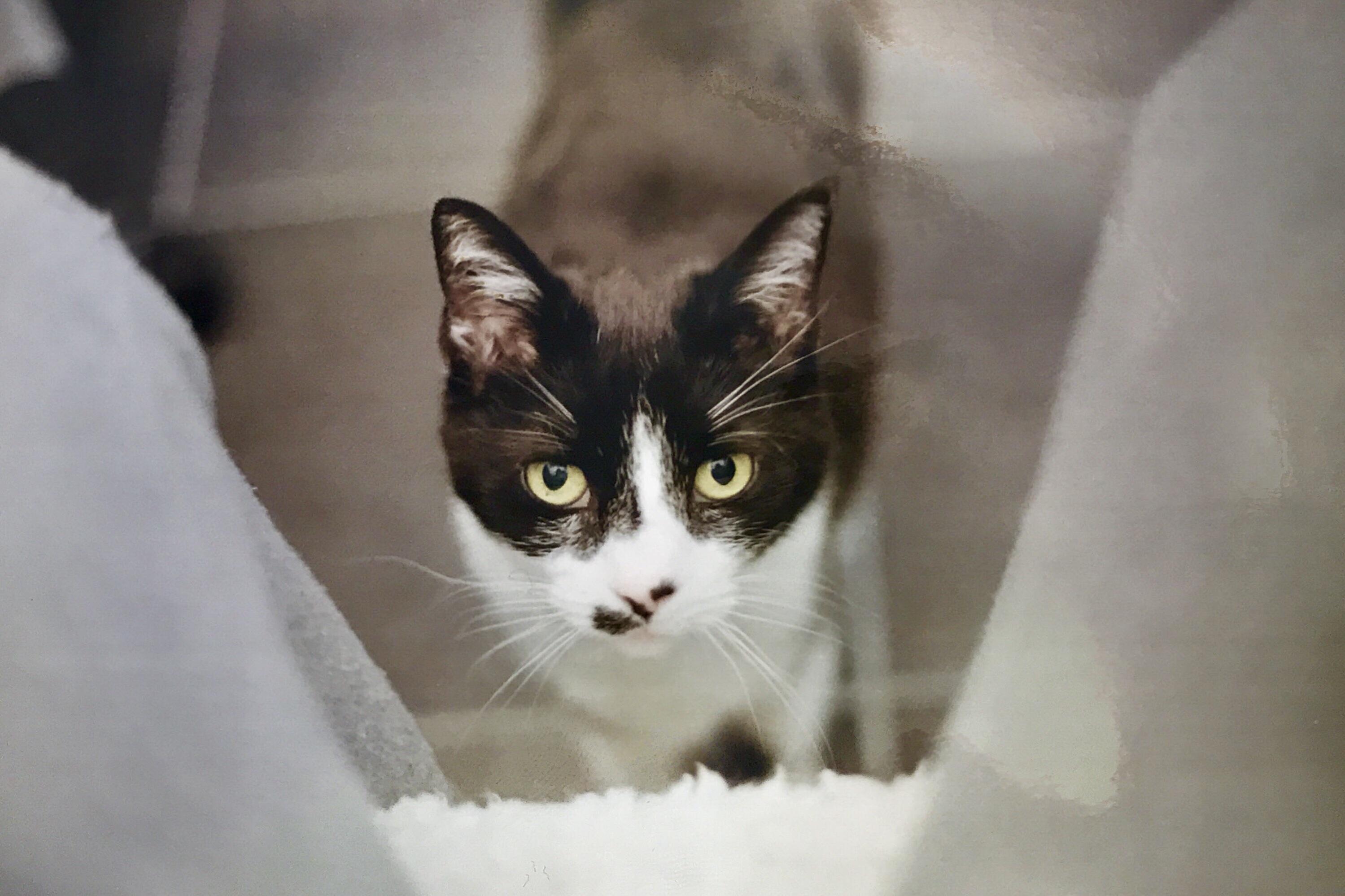 Bought a 35mm Film Camera with No Clue How to Use It but Even the Worst Photographer in the World Couldnt Get a Bad Photo of Tigs.