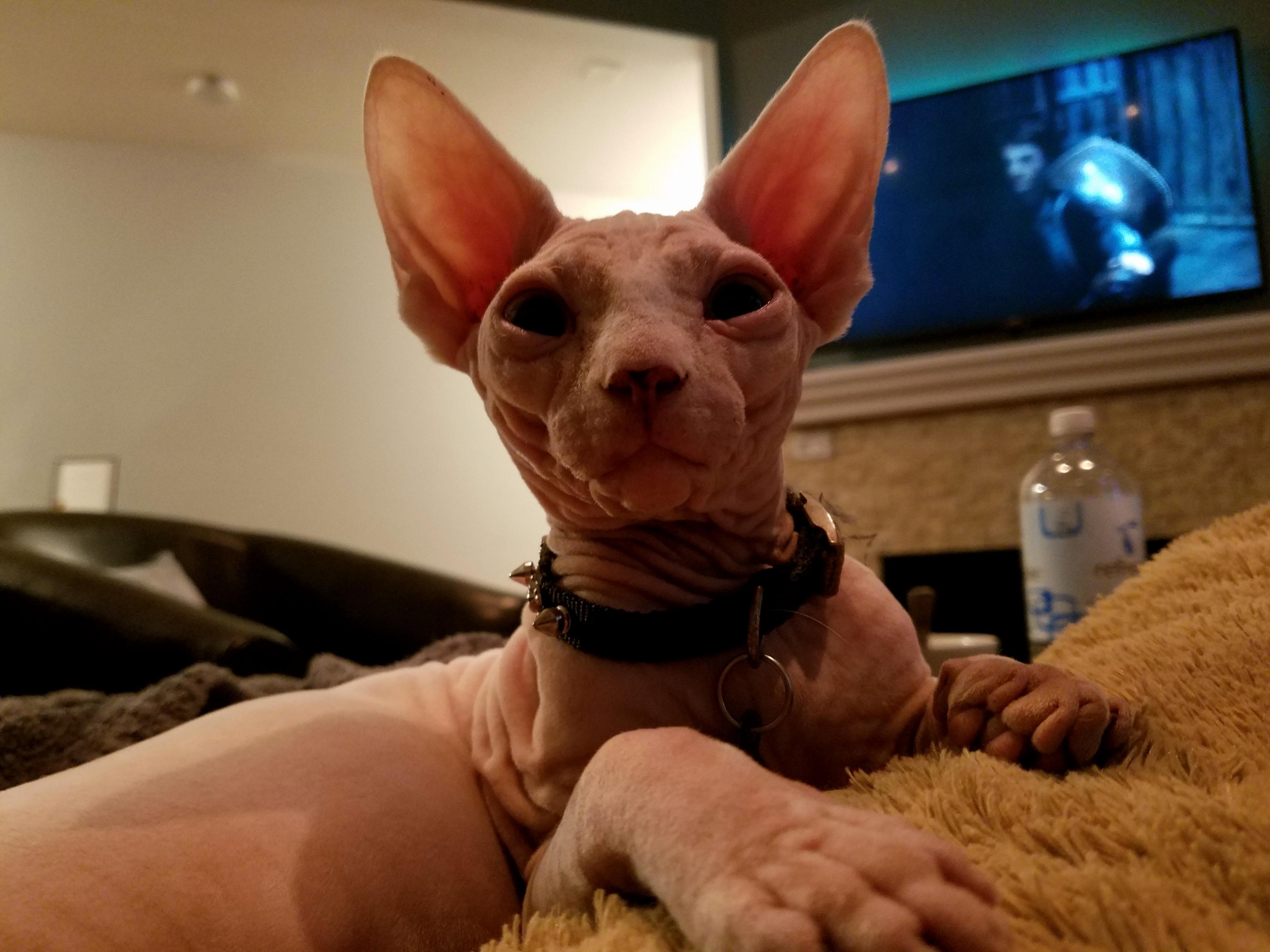 Bow Down to Me Human