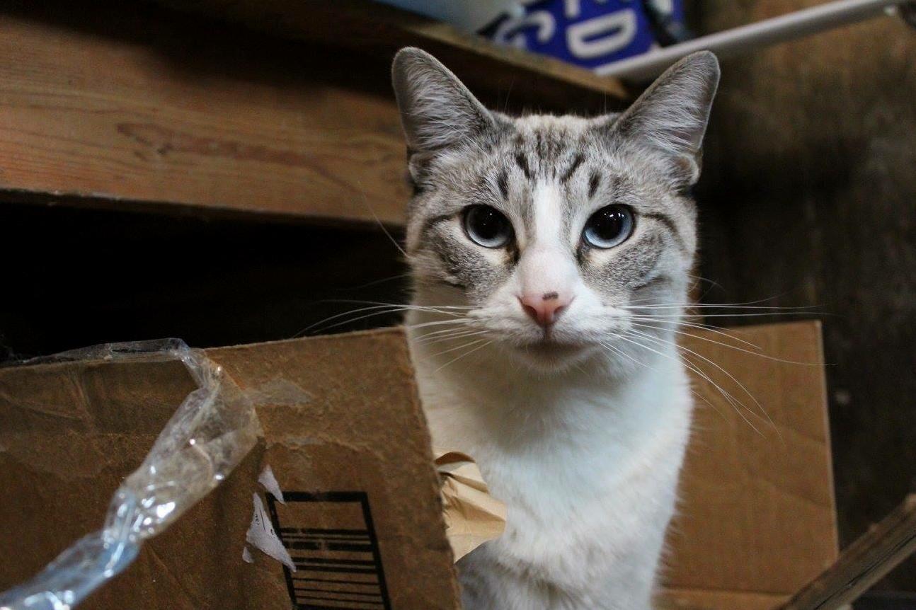 Brat Cat
