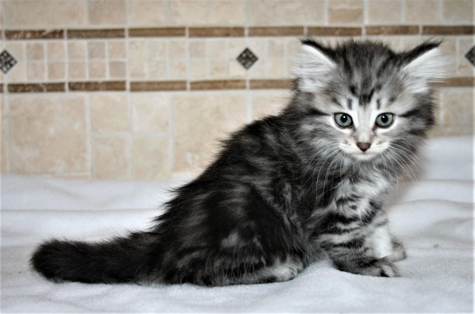 Bringing Home This Beauty in a Few Weeks, Help Me Name Her!