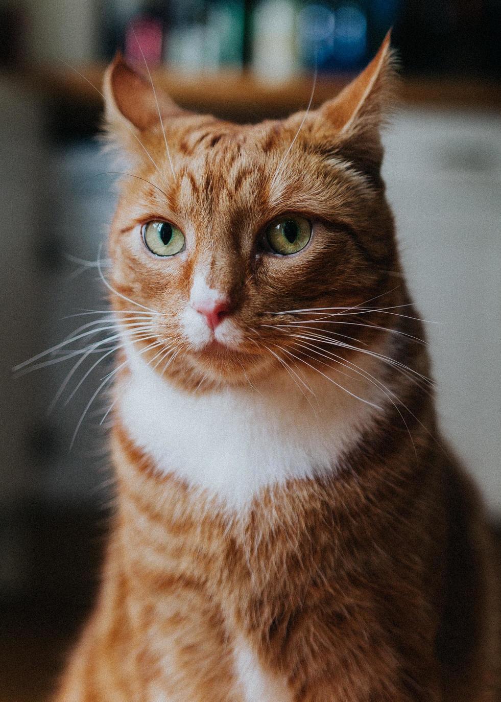 Bugsy, 5 Years Old, East London