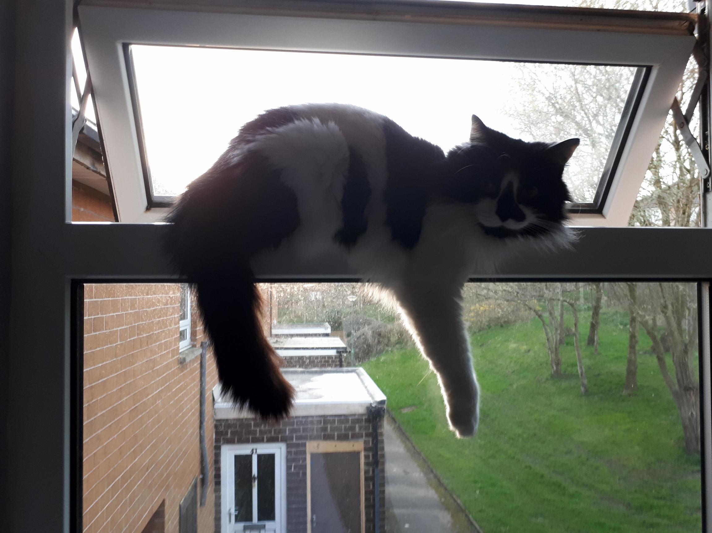 Casually Hanging Out If a Second Story Window