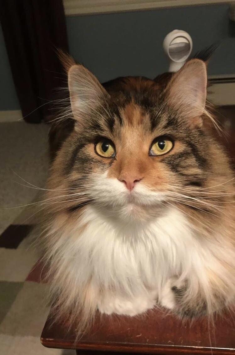 Cat Loaf