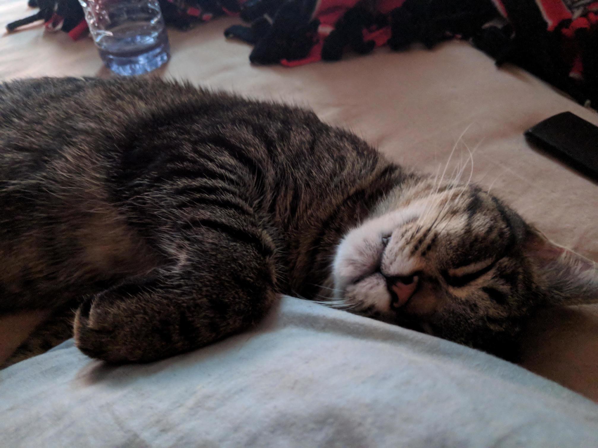 Cat Nap After a Long Day of Kitten Destruction