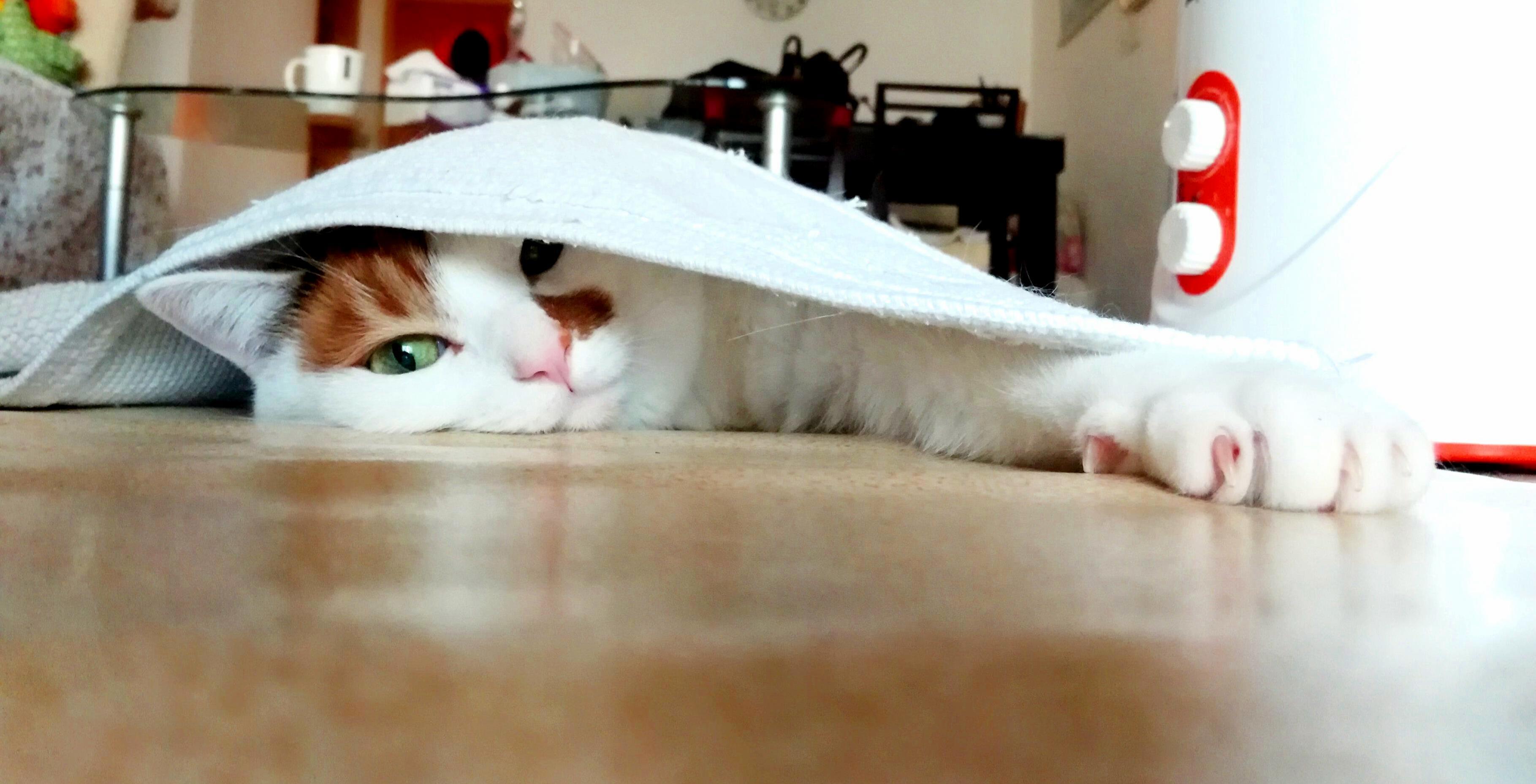Cat Sitting This Madam, She Loves Laying on the Heated Floor Under the Rug.