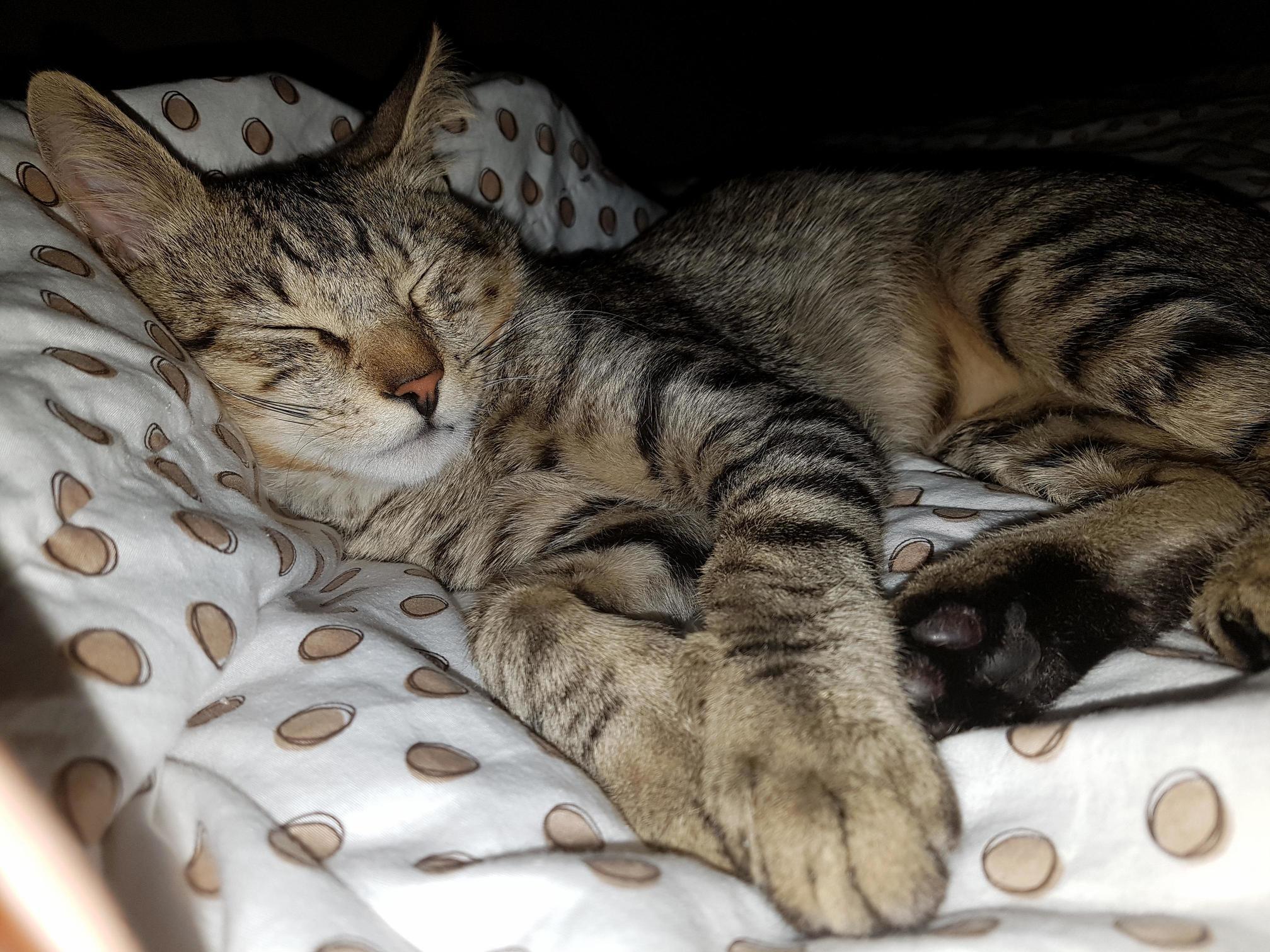Cats Got the Life