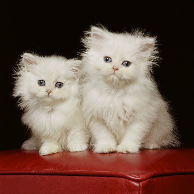 Cats Twins with Cute Face, Hairs & Blue Eyes, Wonderful!