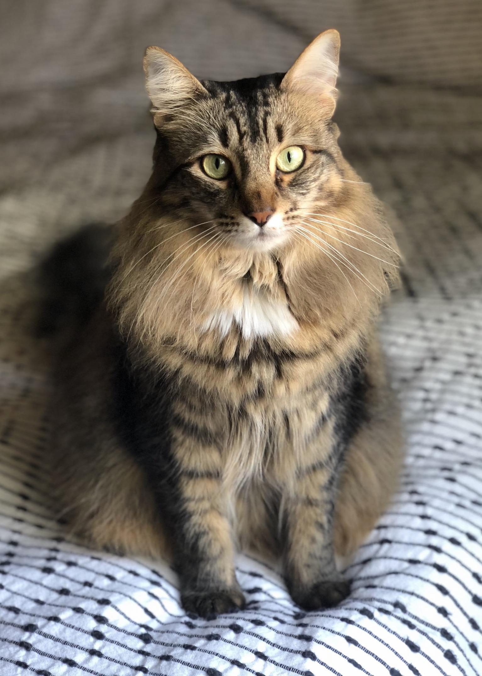 Charley Cat