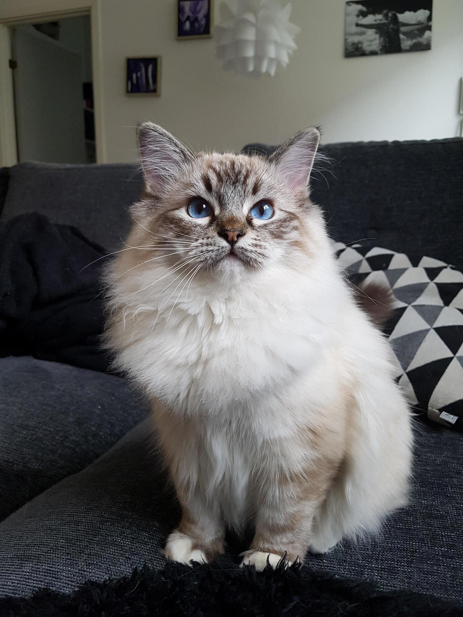 Charlie Loves Attention!