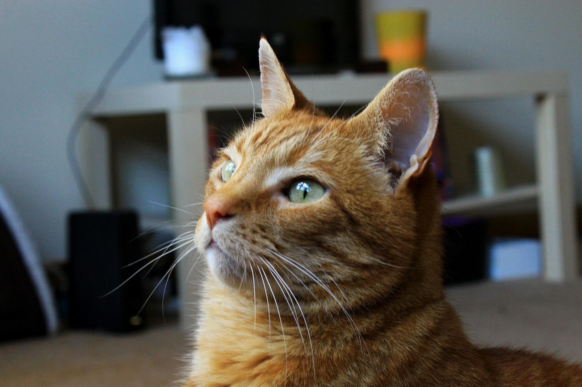 Charlie )