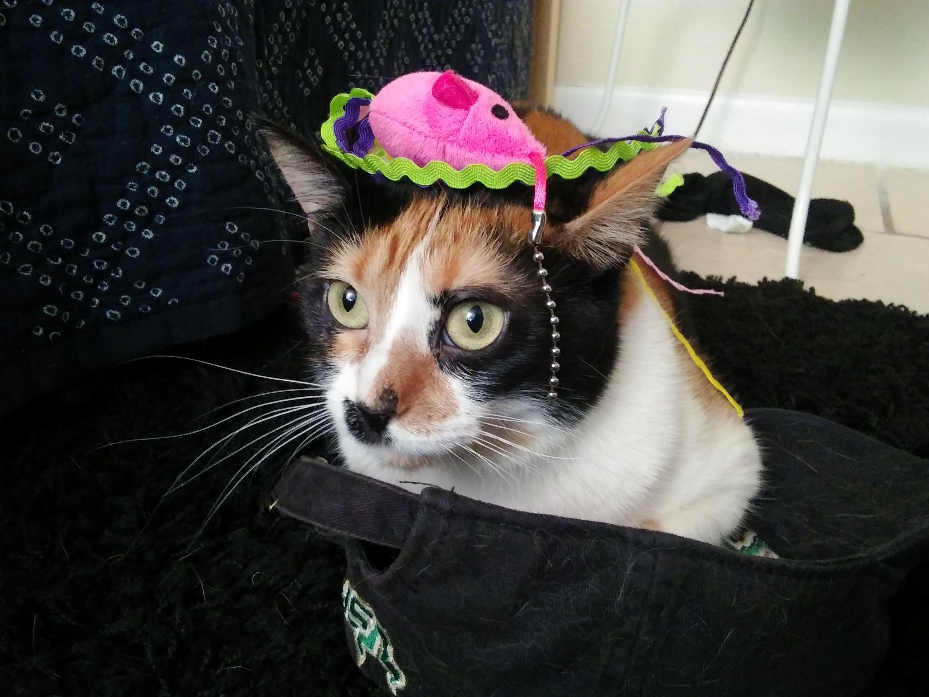 Chloe Is Absolutely Obsessed with Sitting in This Hat, Instead Wears Favorite Toy As Hat