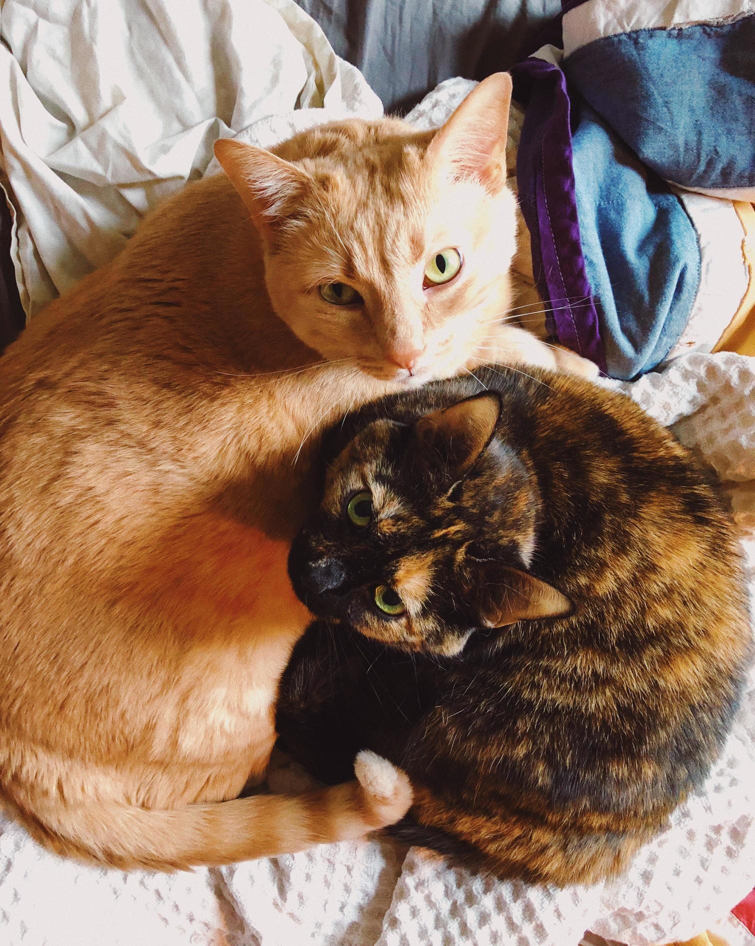 Clearly Annoyed That I Interrupted Their Nap to Take a Pic