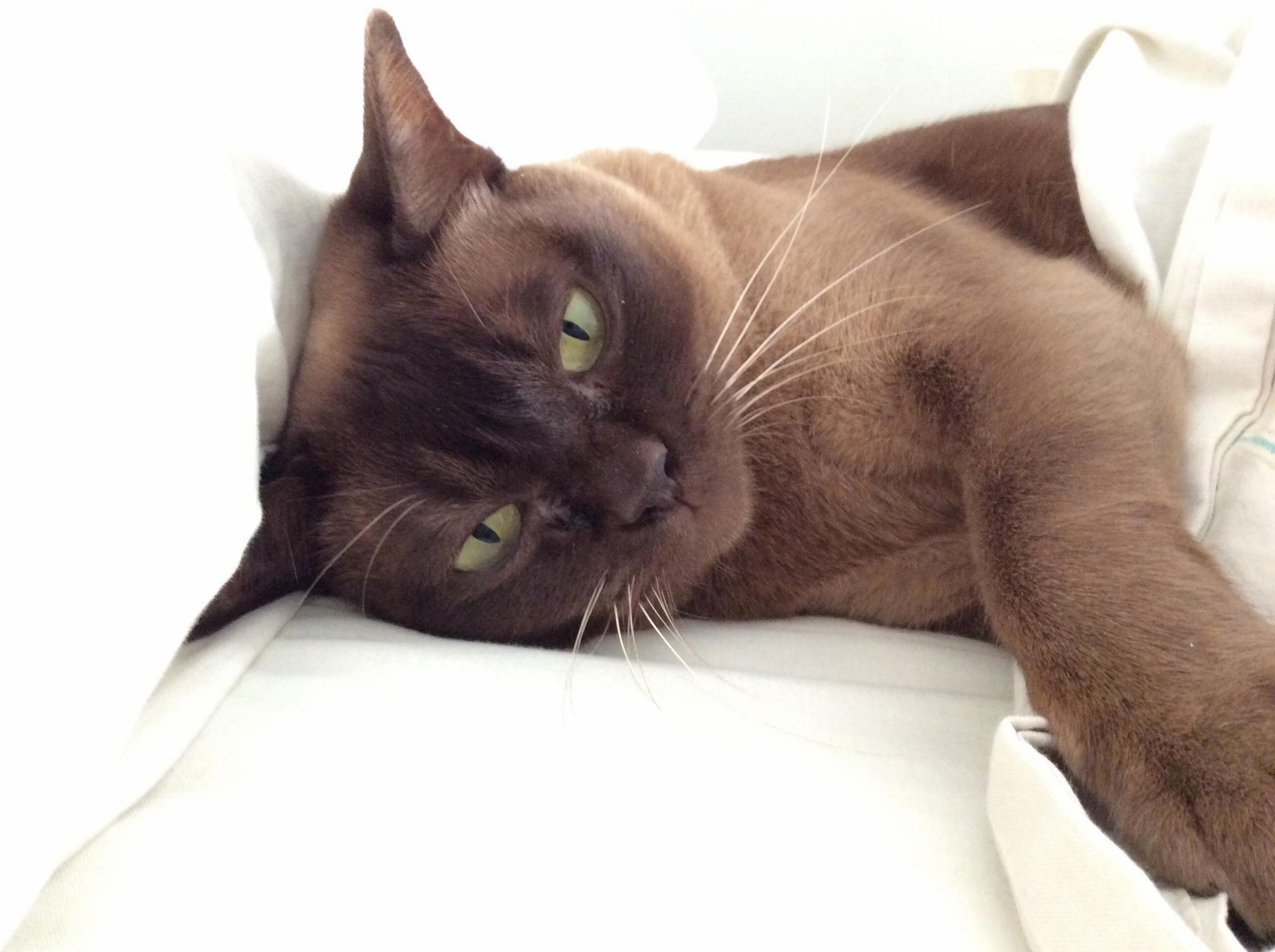 Coco, a Chocolate Burmese