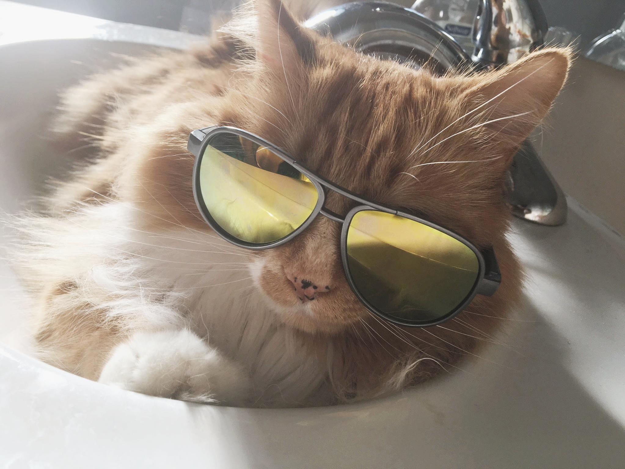 Coolest Cat Around
