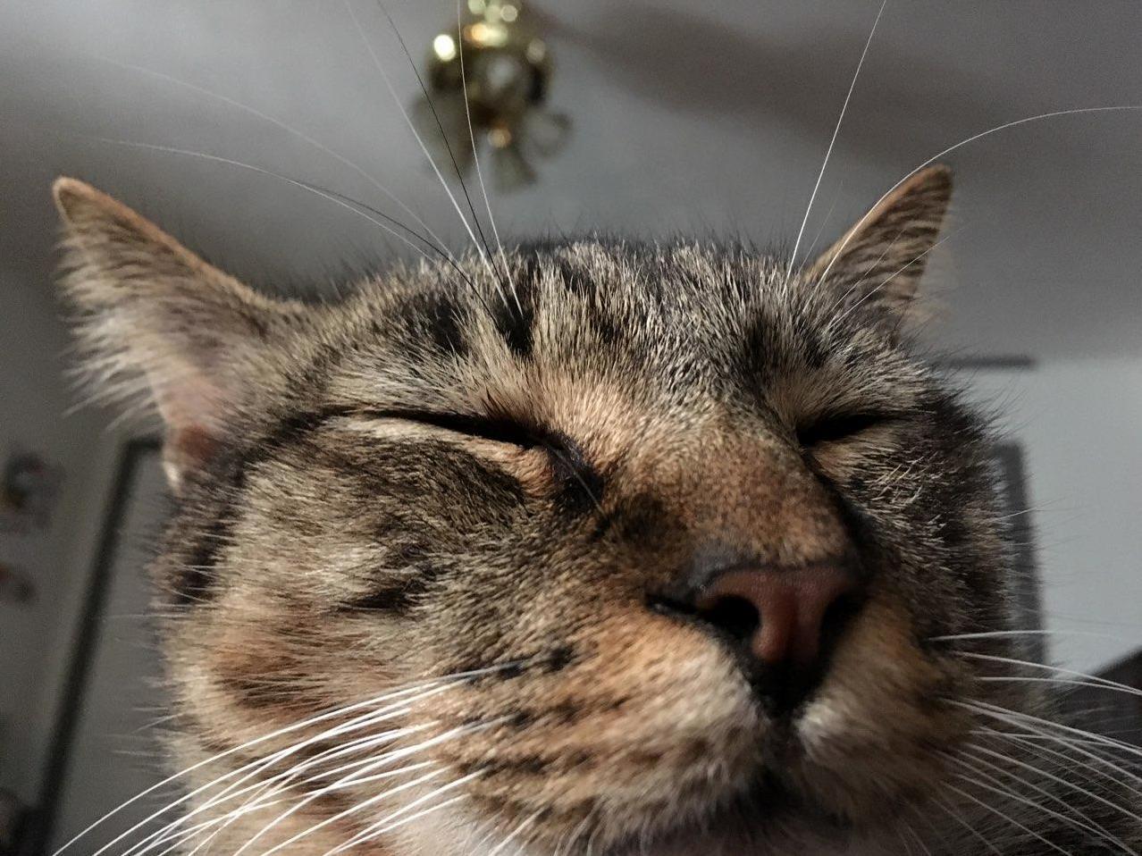Cortez Has the Smallest Random Nose Whisker and Its Cute.
