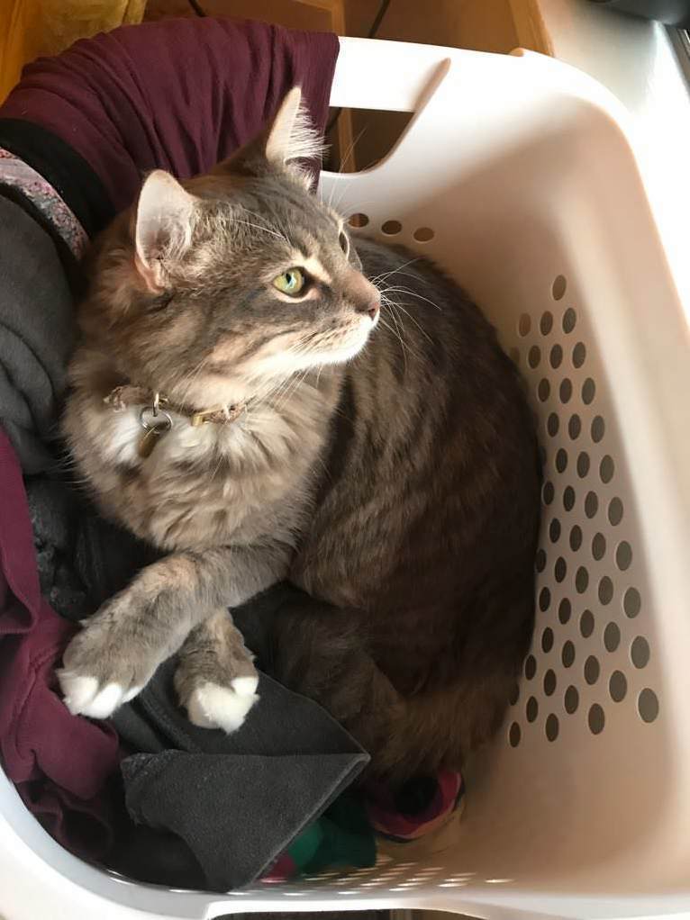 Crossed Paws in the Laundry Basket