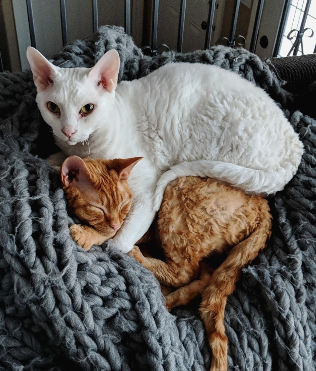 Cuddle Level Expert