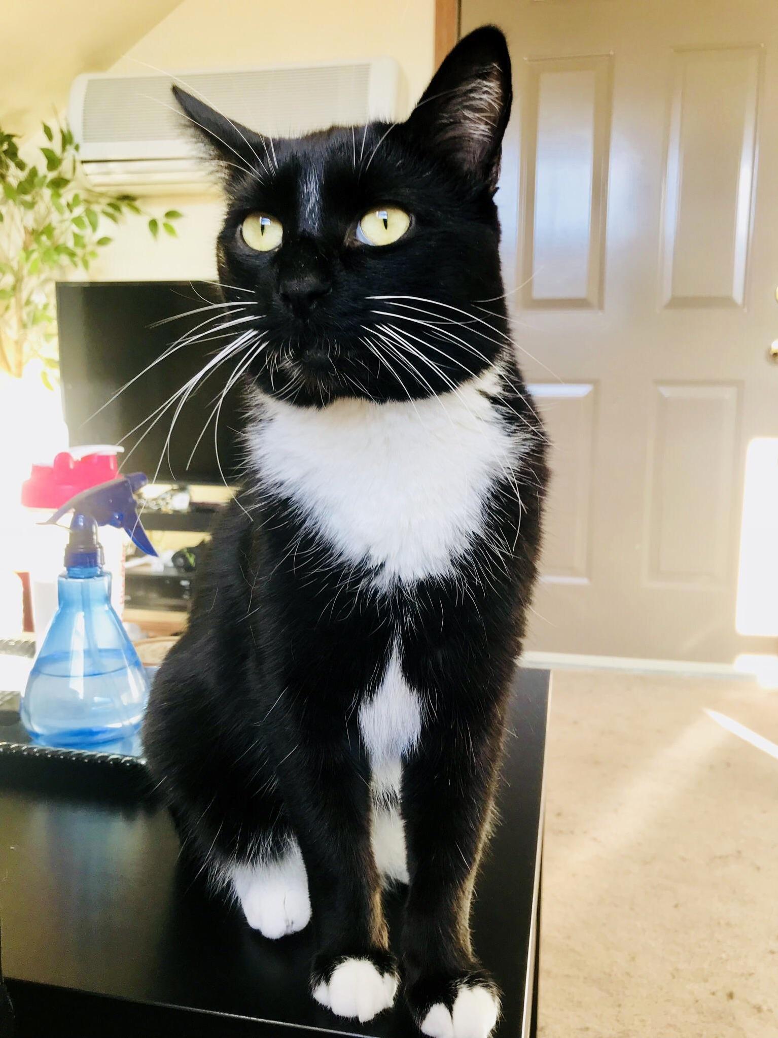 Curtis the Cat Says Hi!