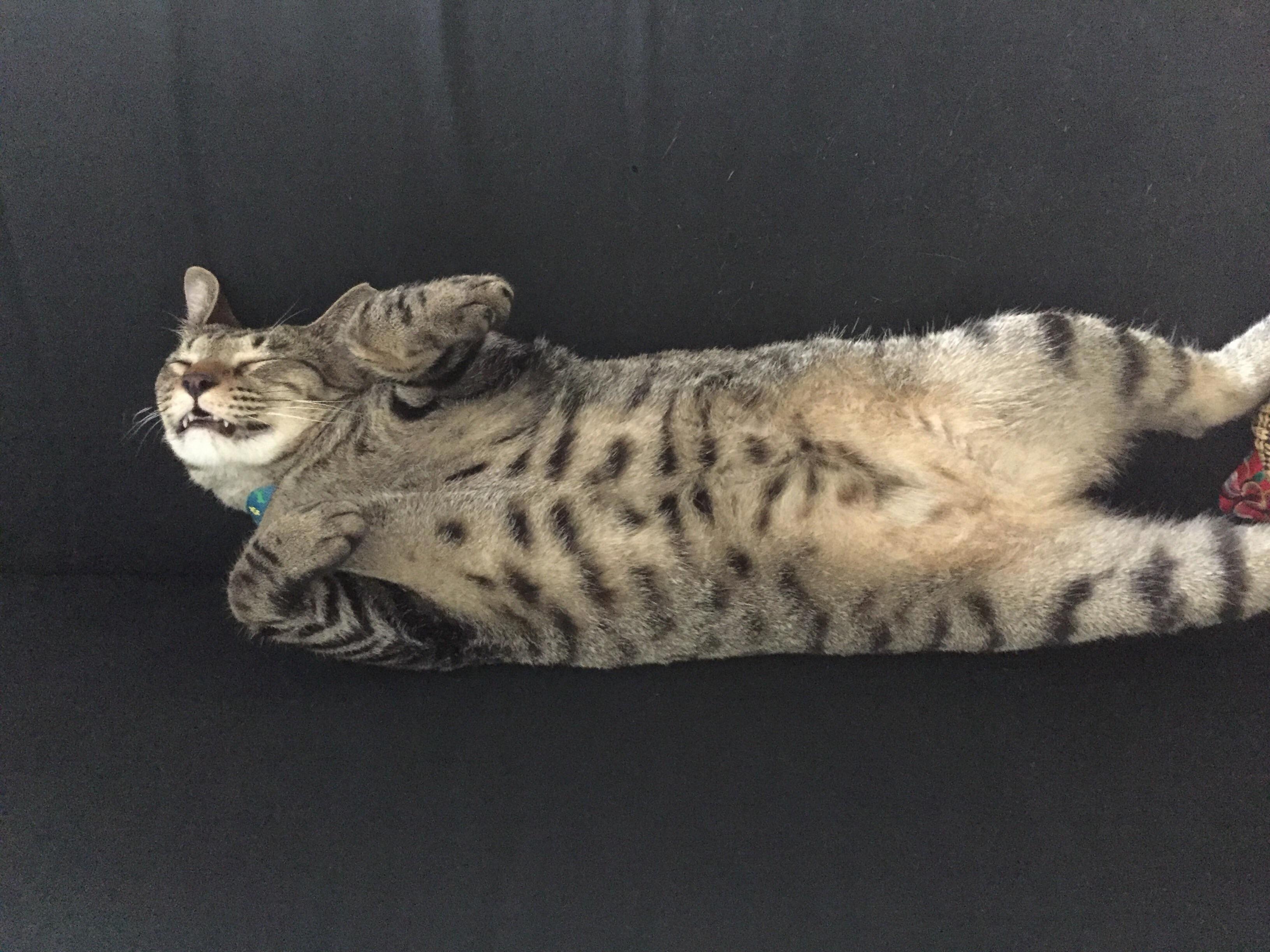 Dab Kat