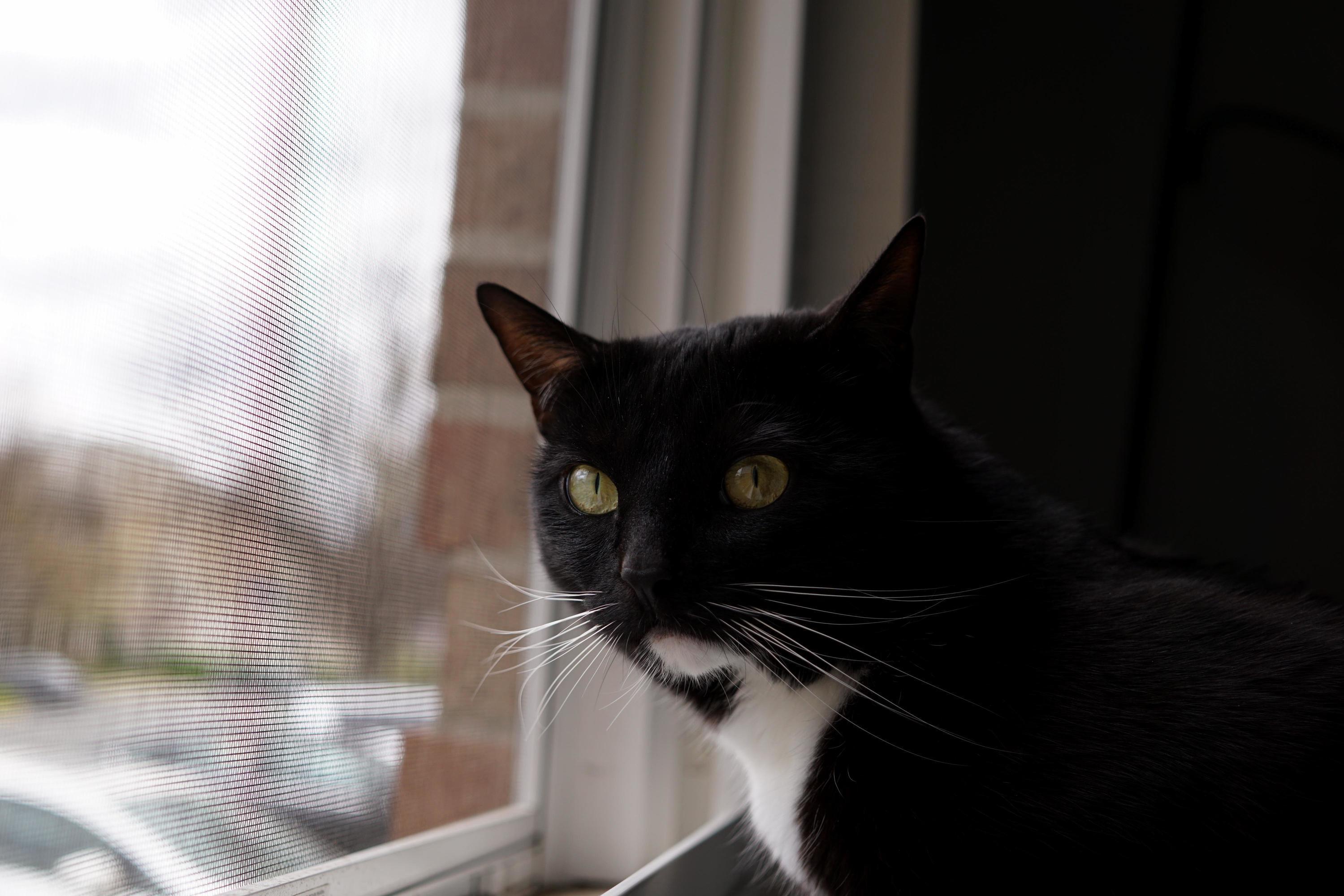 Daisy Only Looks Grumpy, She Is Actually Very Excited the Window Is Open