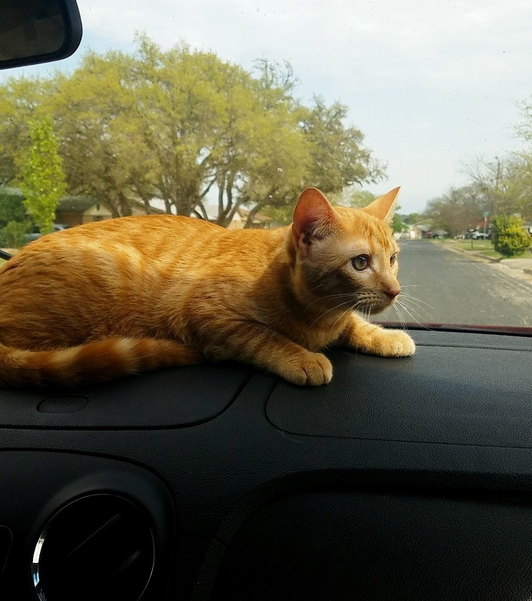 Dewey Enjoying His Ride Around the Block