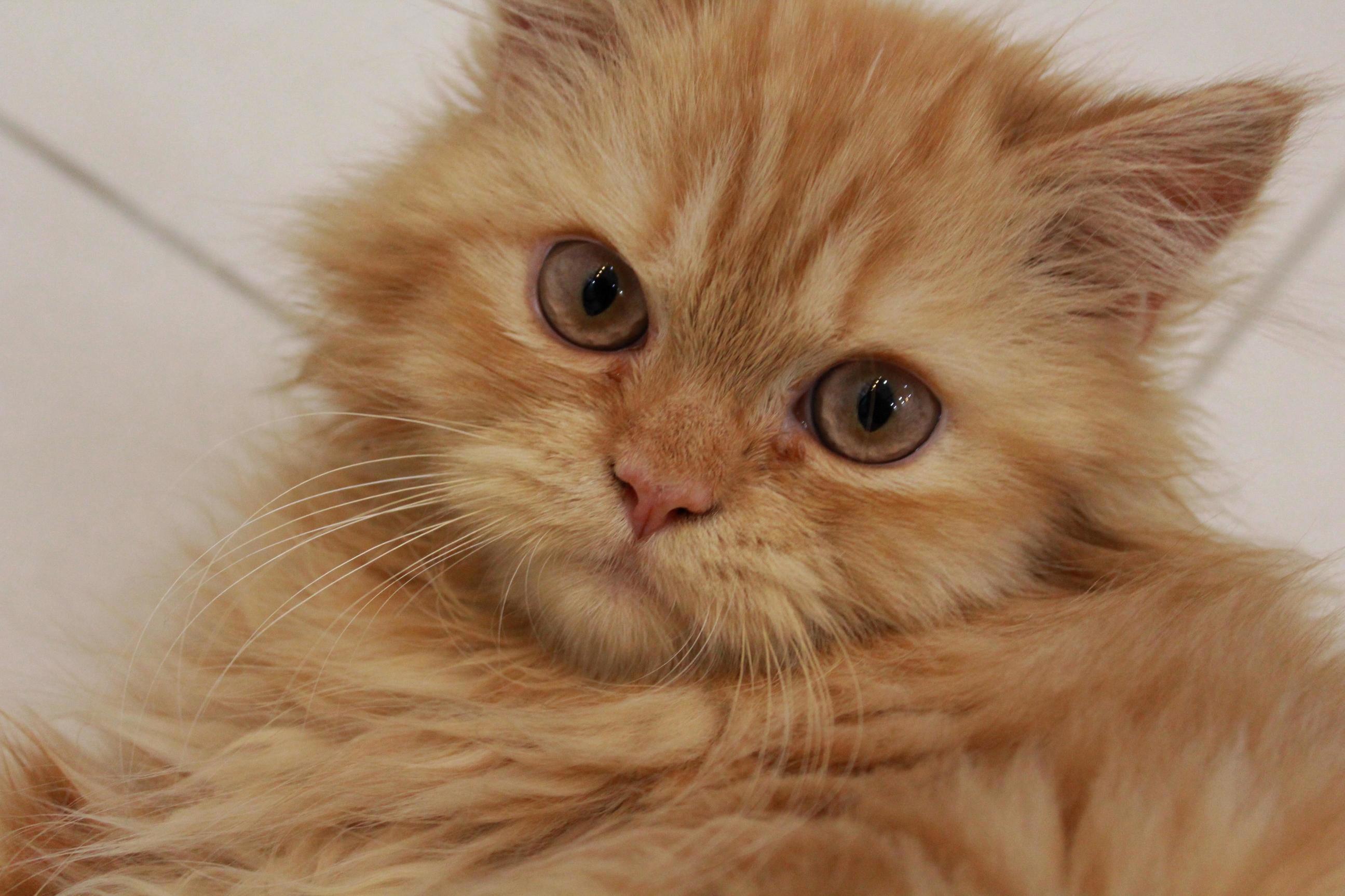 Did a Little Photo Shoot of My Kitten Today!!