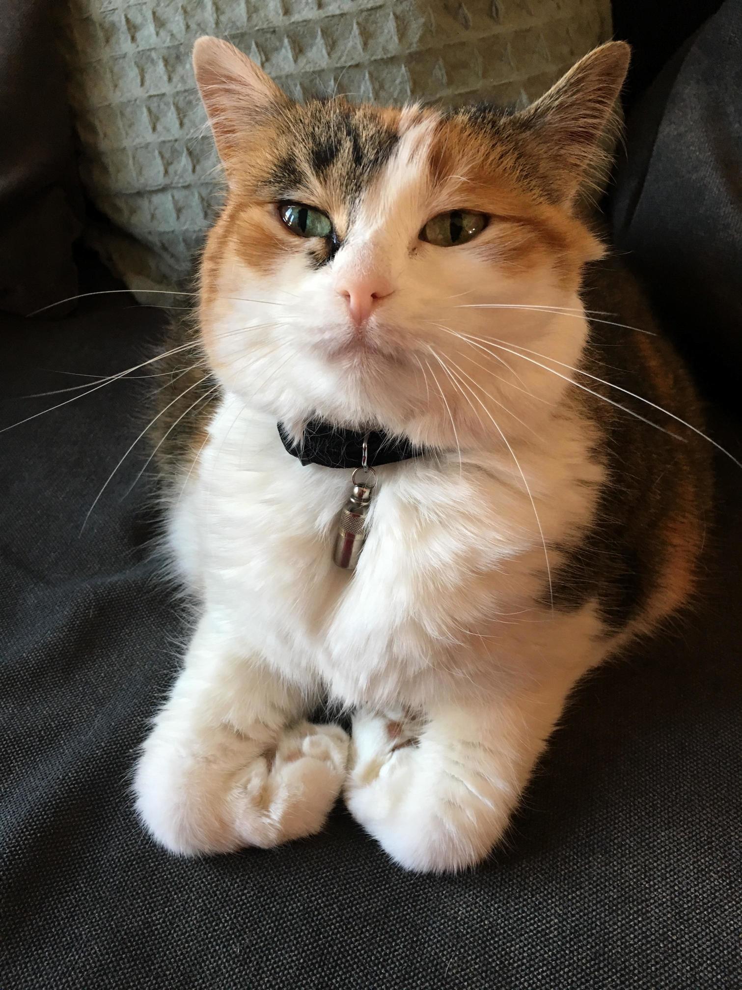 Disney the Kitty and Her Curled Feetsies.