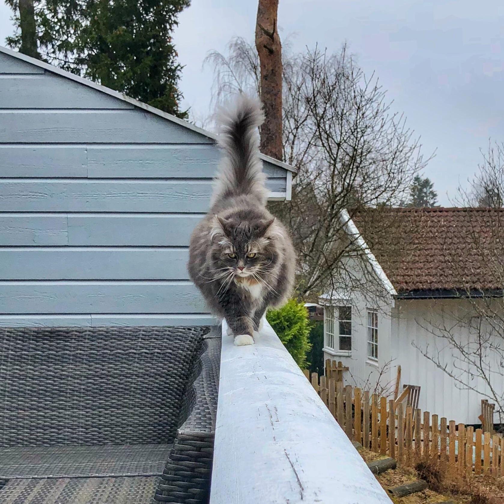 Doing the Catwalk