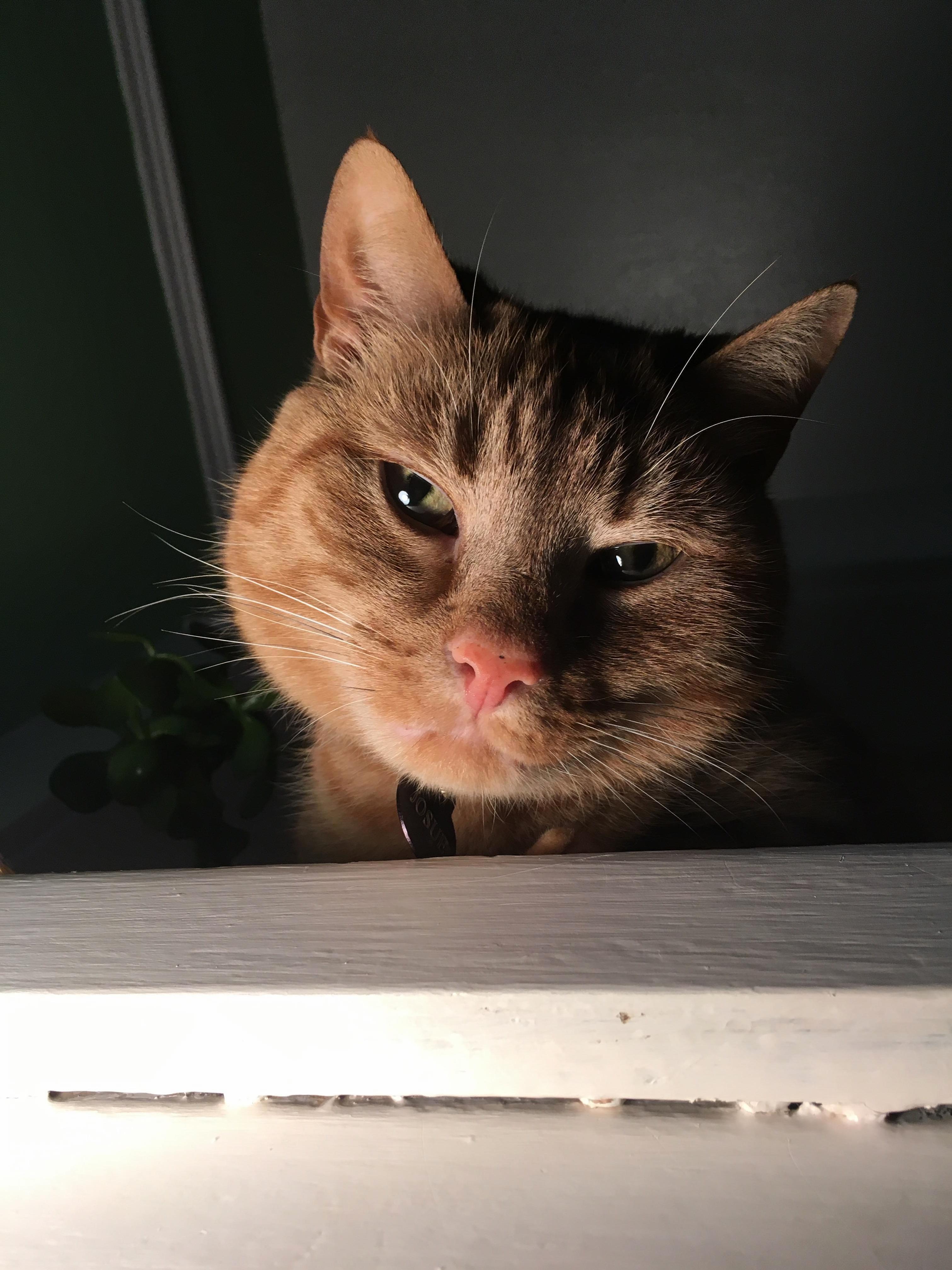 Dont Let That Cute Face Fool You. He Is Plotting My Death.