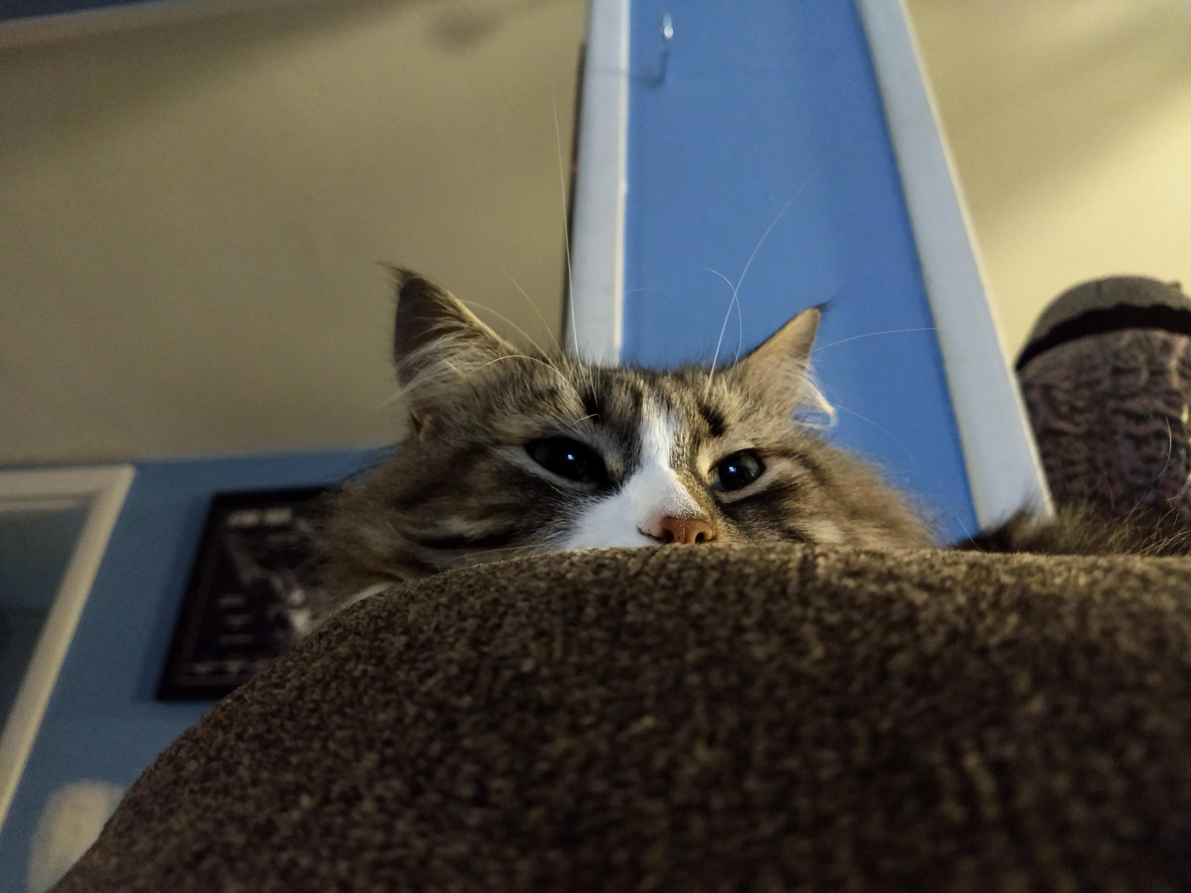 Dozed Off on Couch and the Was the 1st Thing I Saw When Iwoke Up