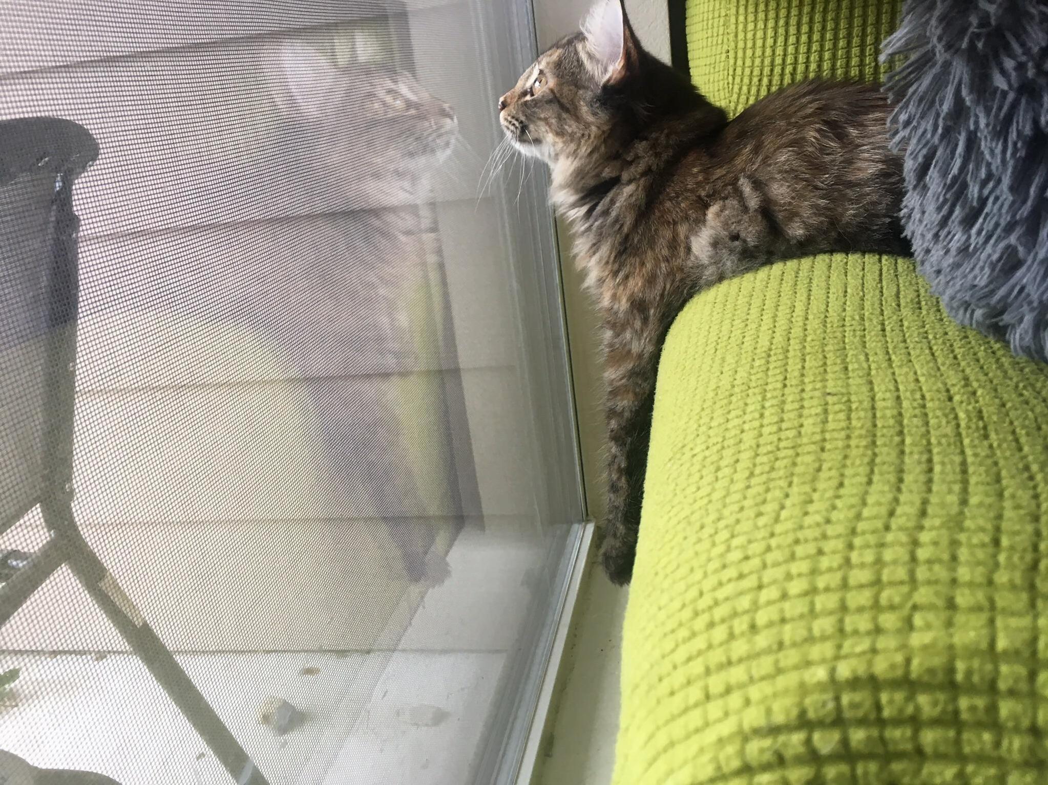 Duneberg Watches the Rain.