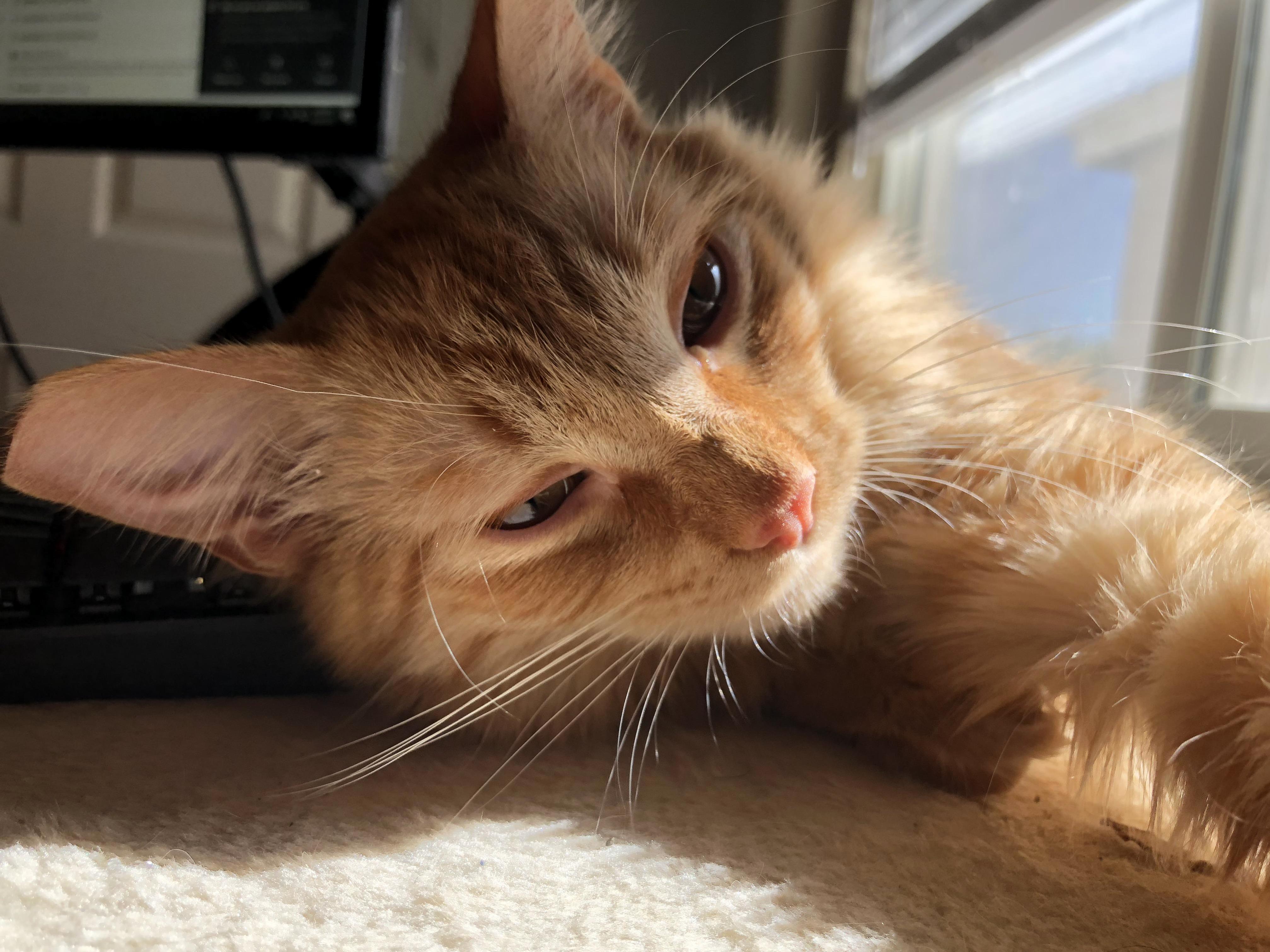 Echo, a Mix Between a Flame-point and Tabby.