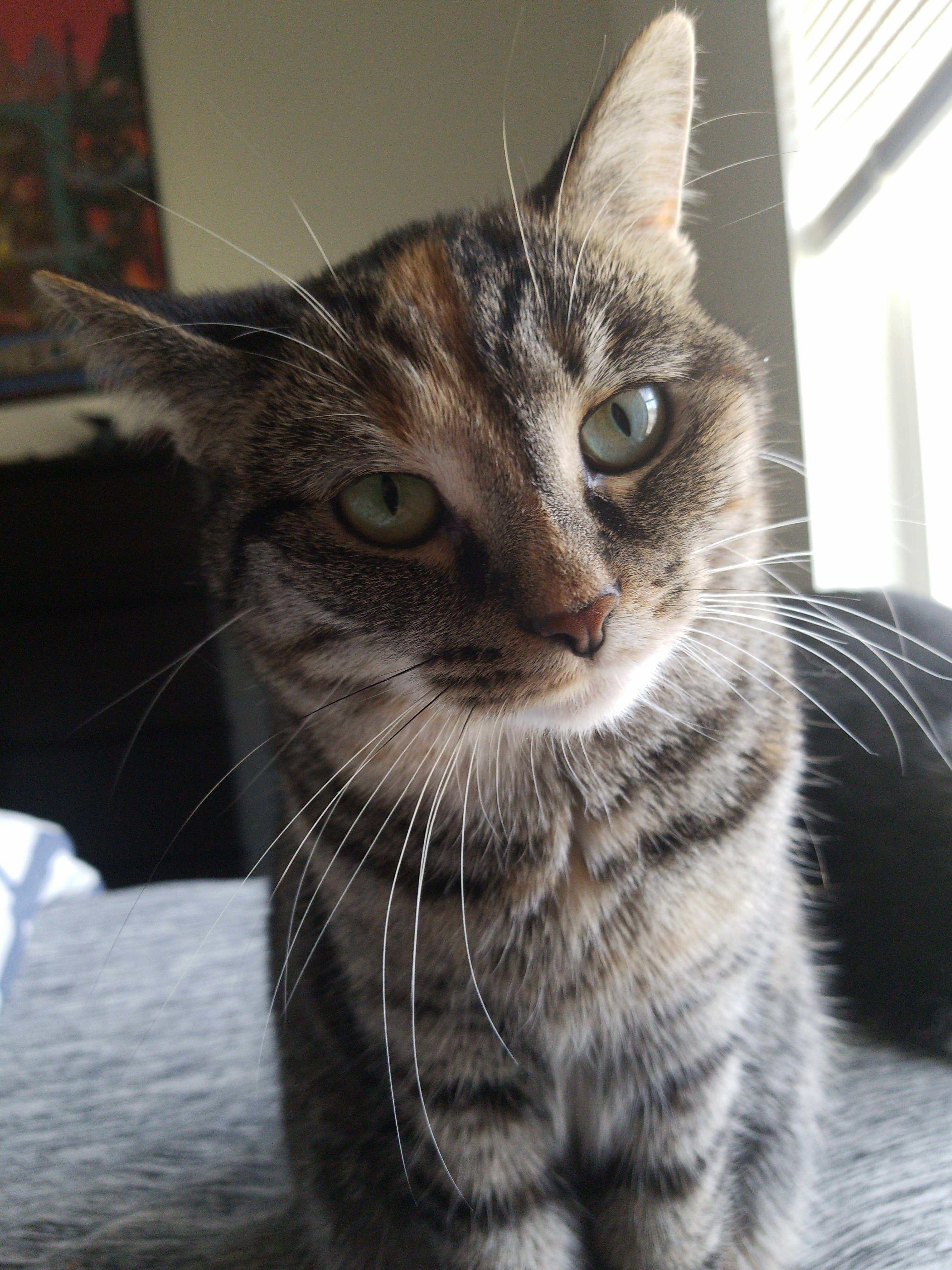 Eevee Is Wondering Why I Havent Gotten Out of Bed to Fill Up Her Food Bowl.
