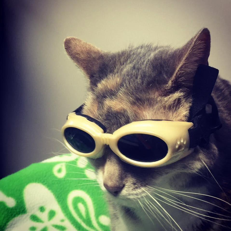 Erie Sporting Doggles for Her Laser Treatment.
