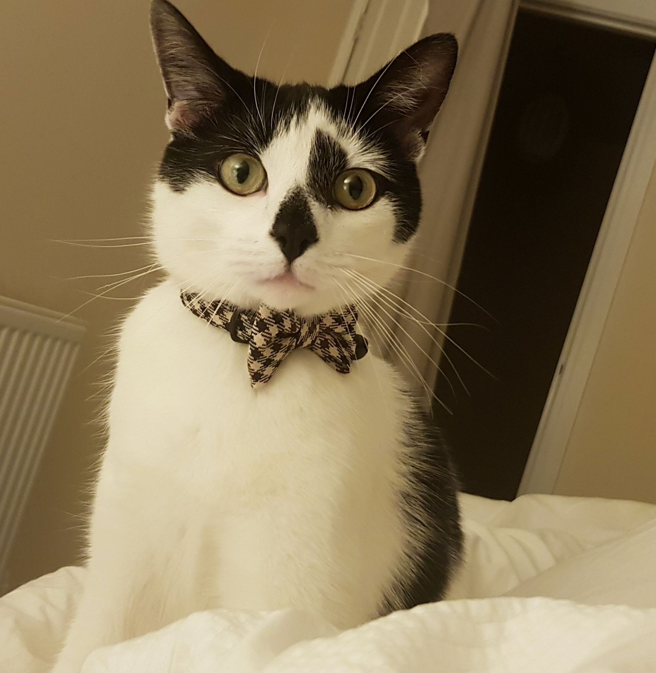 Ernest Showing Off His New Bow Tie After He Lost the First One.