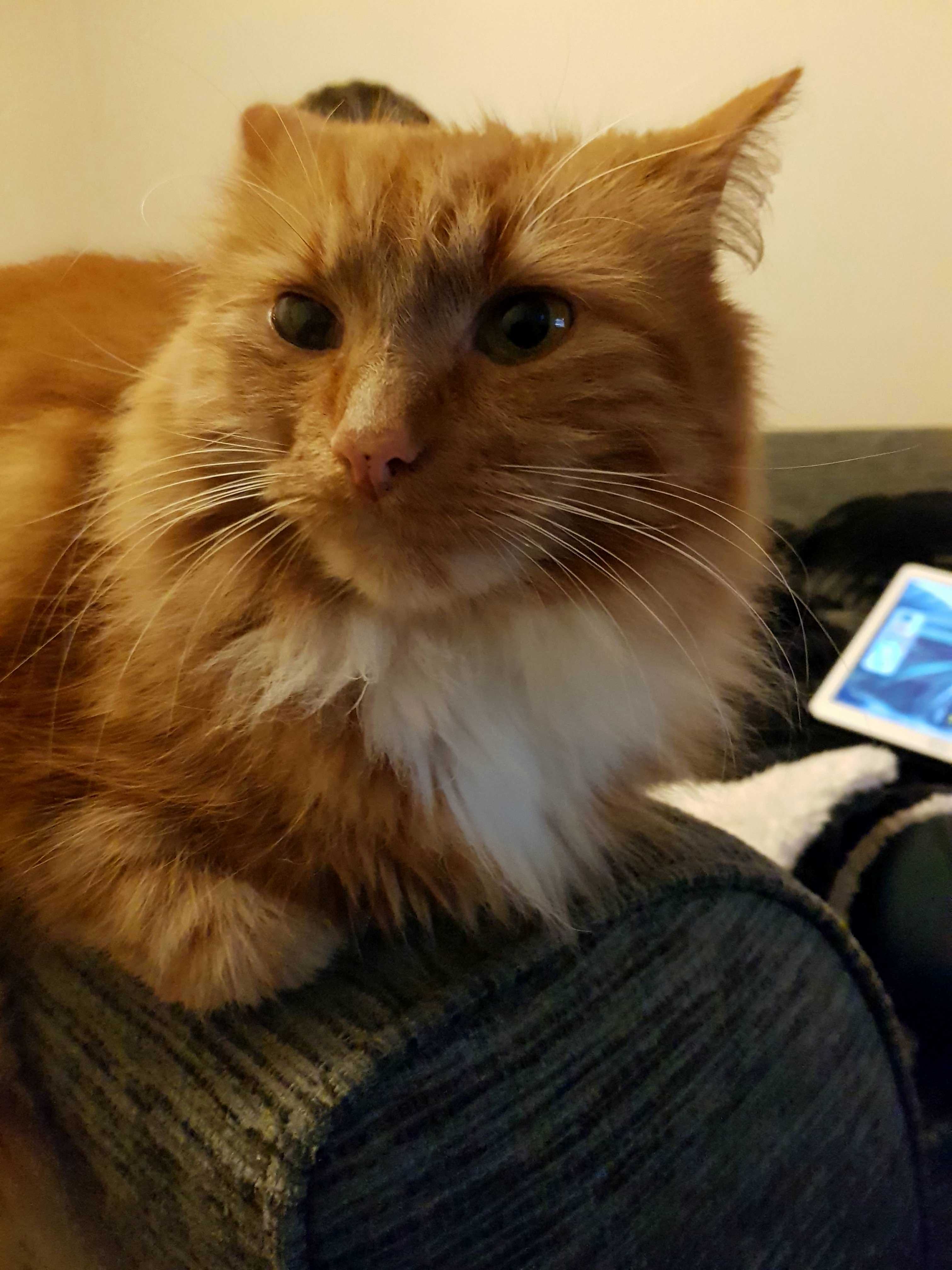 Faaaatttttt Cat