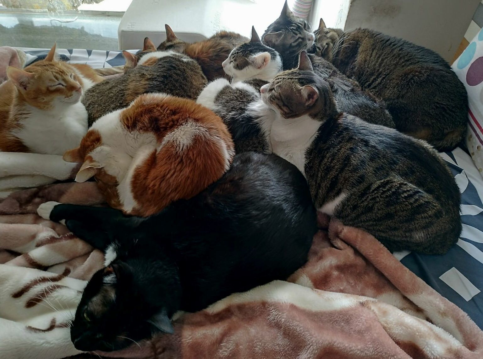 Family of Ten
