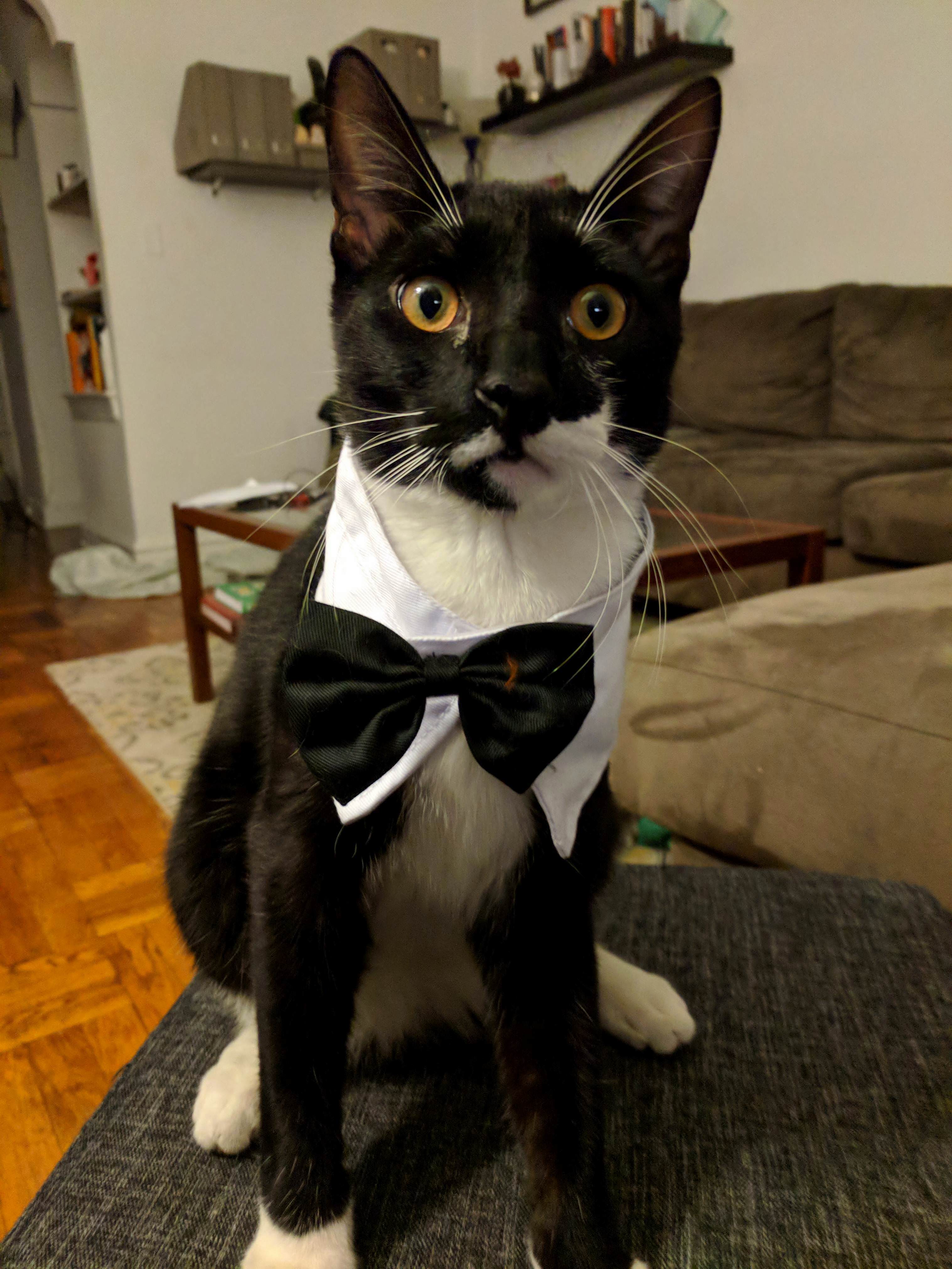 Fancy Tuxedo Cat