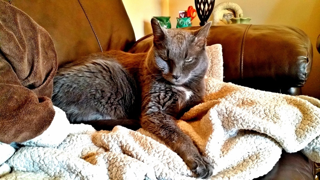 Favorite Pic of My Russian Blue. Rip Malakai, You Were a Battle Cat.