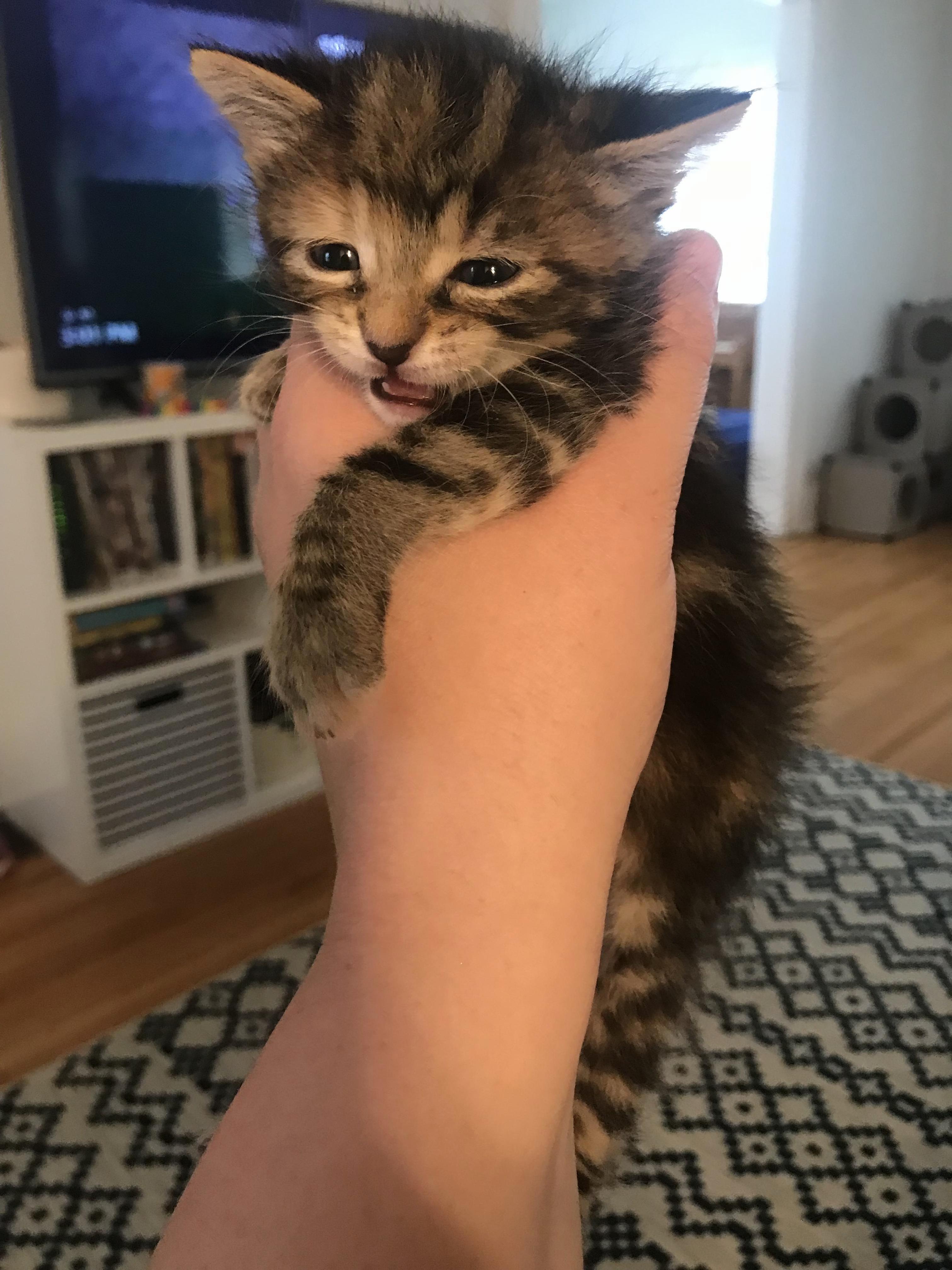 Feed Me Kmr and Tell Me Im Pretty.
