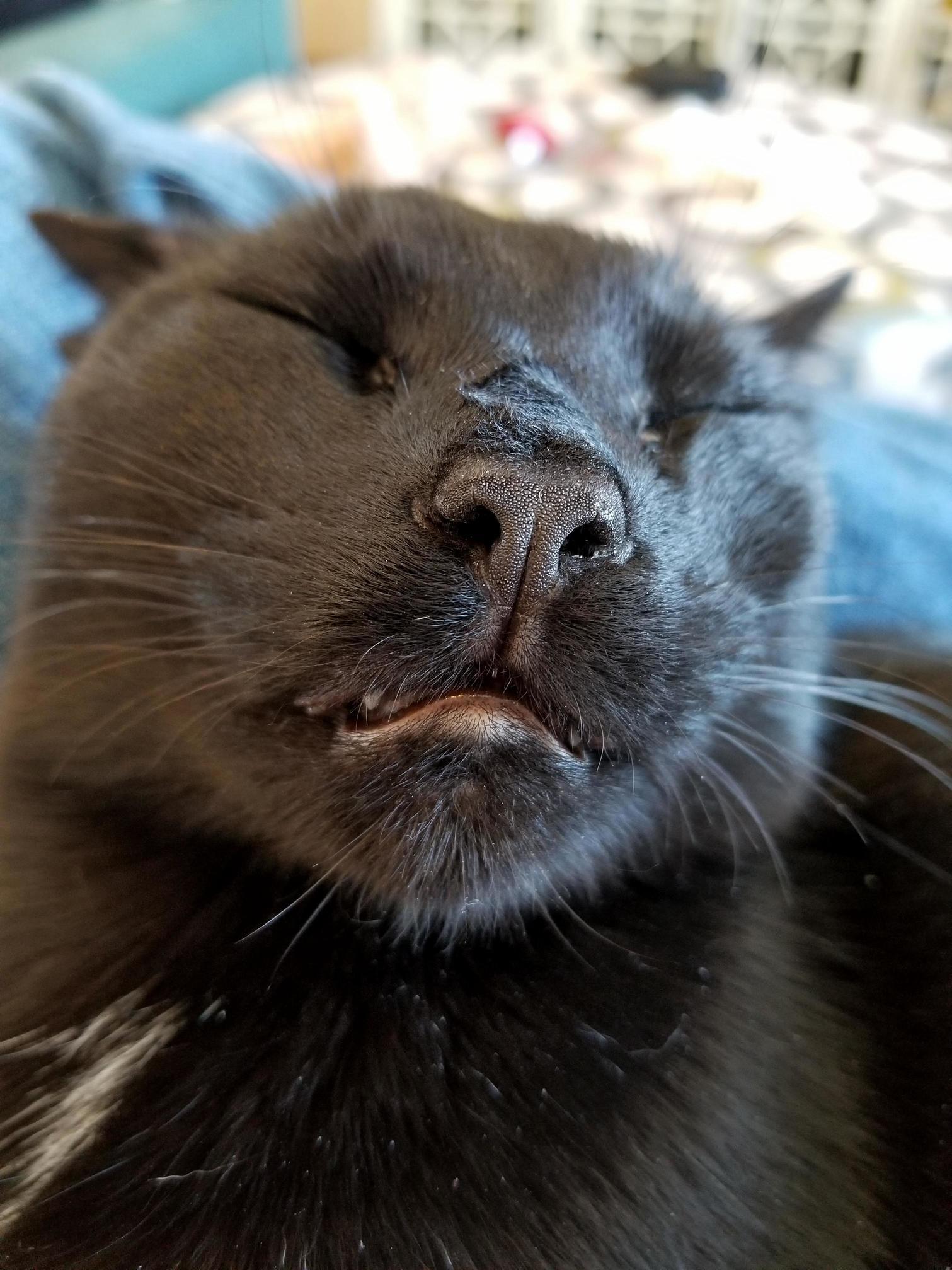 Fell Asleep Mid Pet.