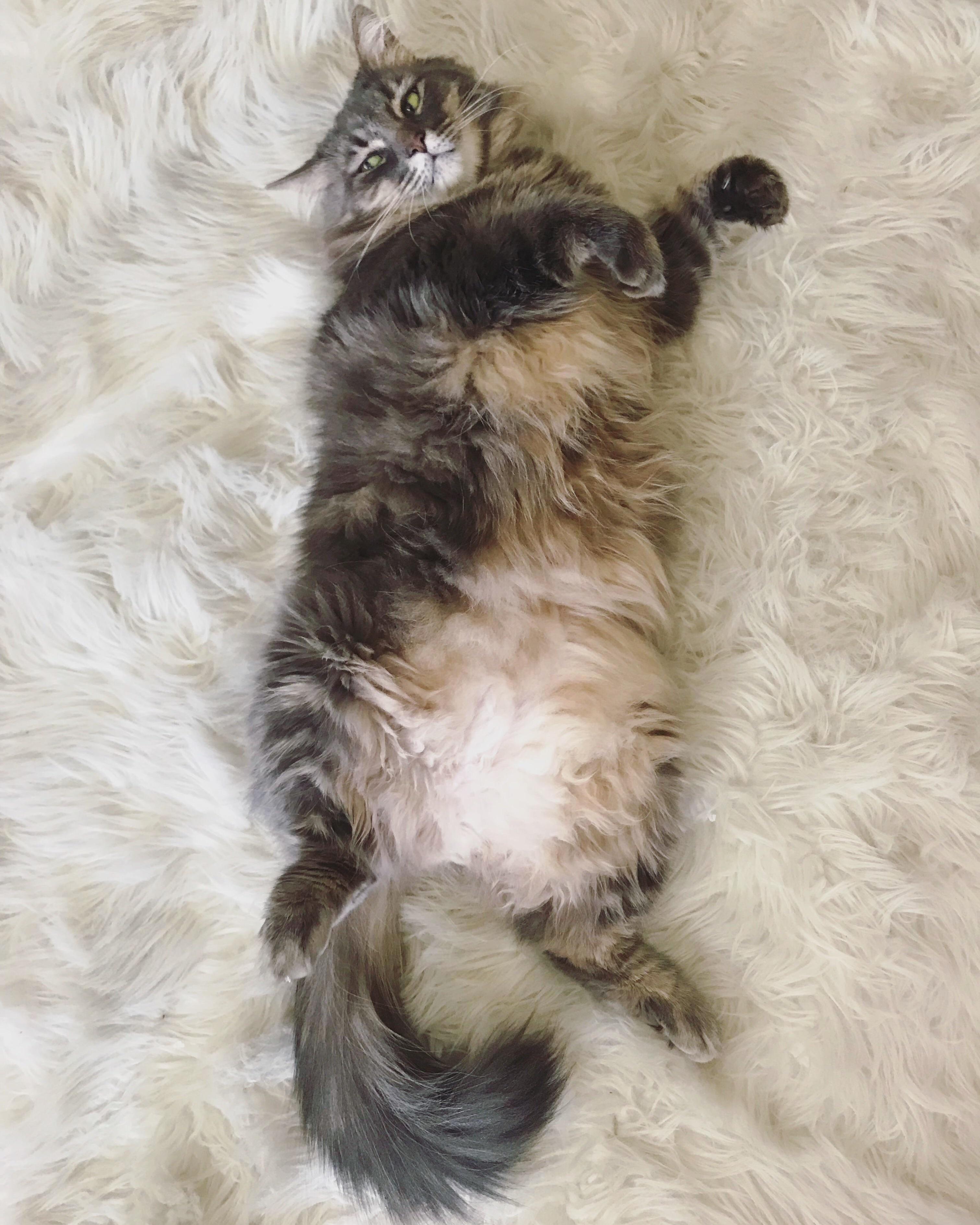 Fetch Me My Crunchy Treats, Peasant
