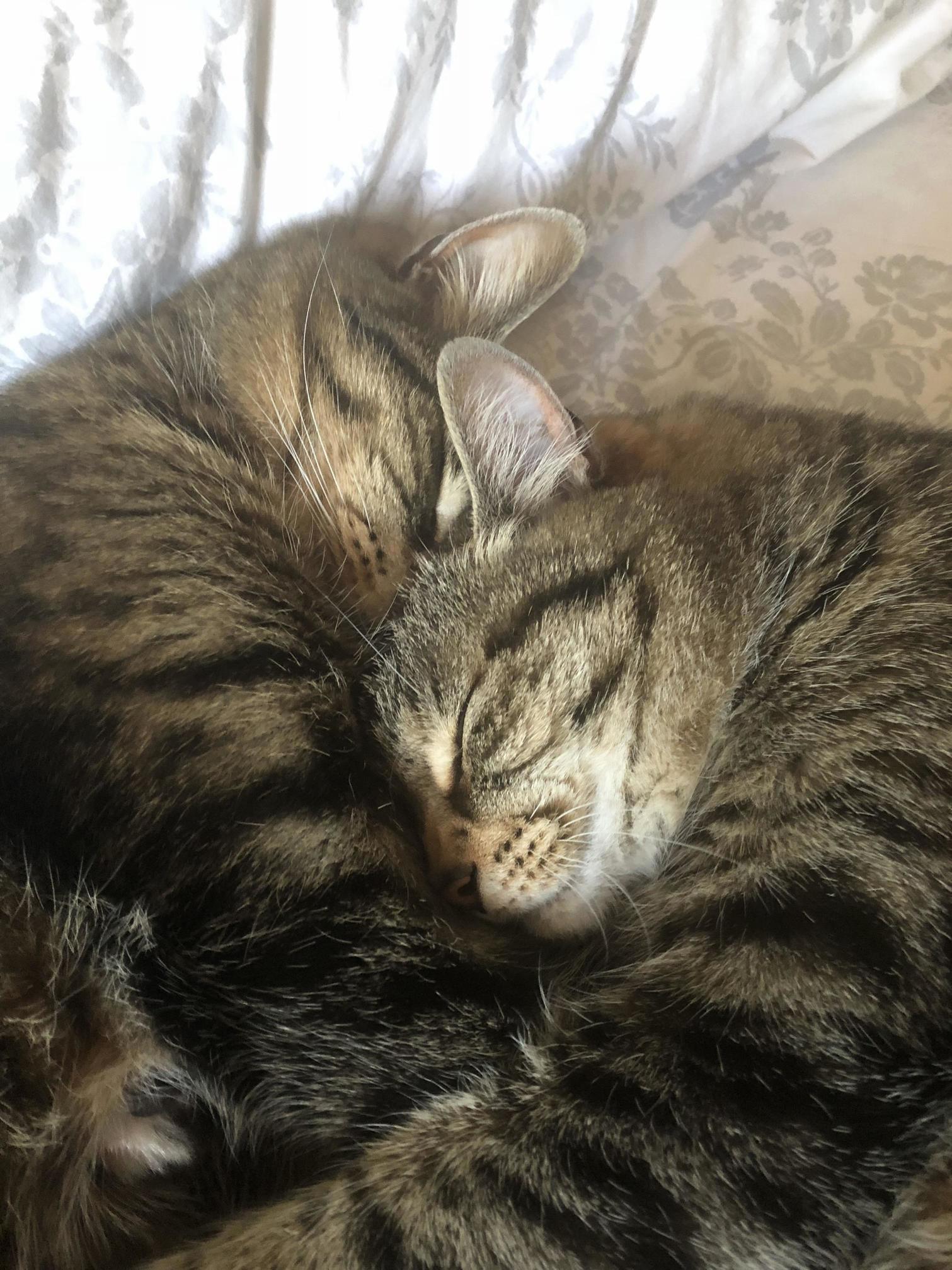 Few Hot Uk Days and These Two Still Snuggle Up!